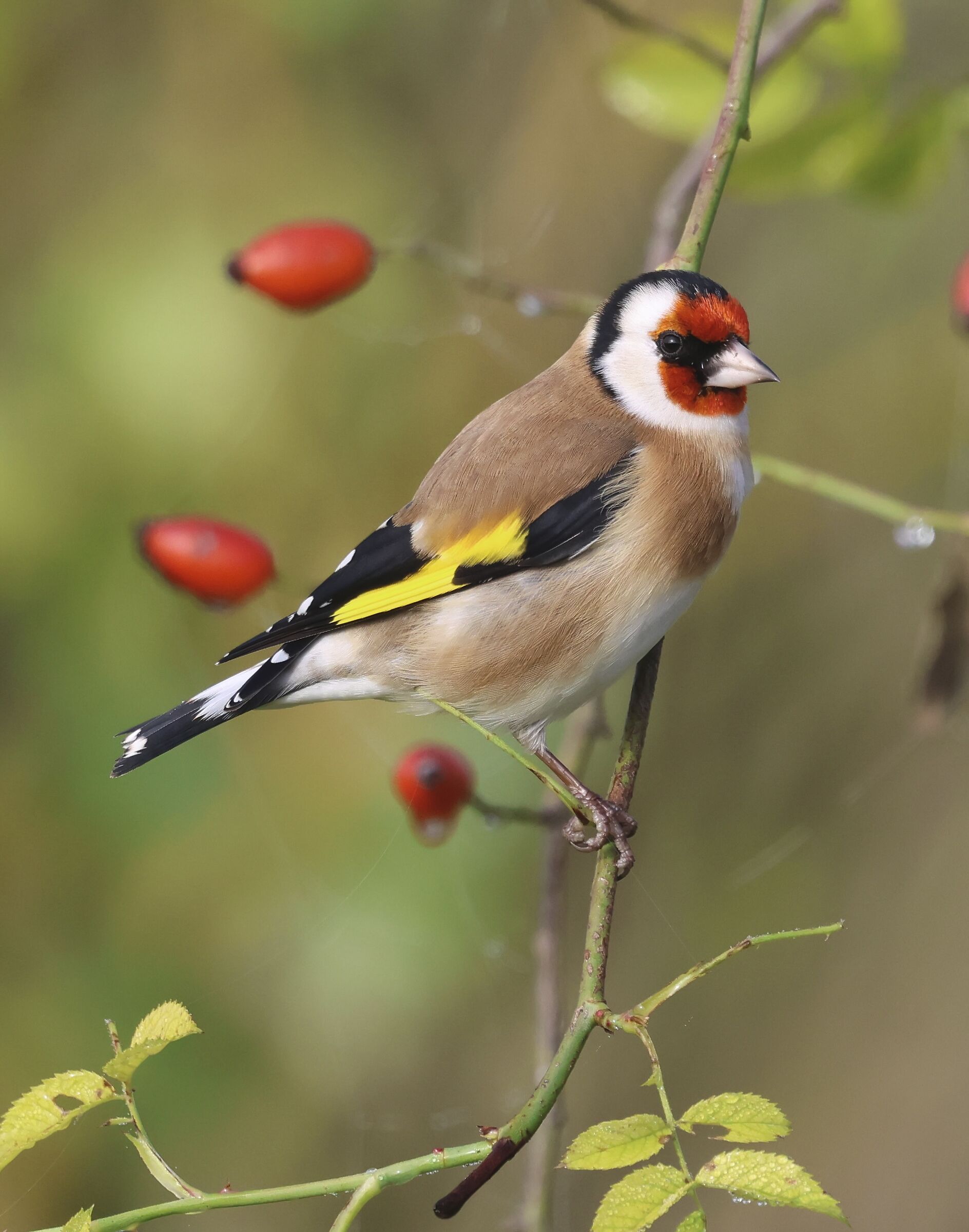 Goldfinch