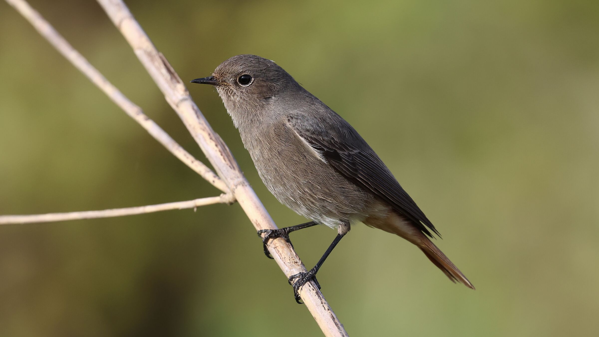 Black redstart