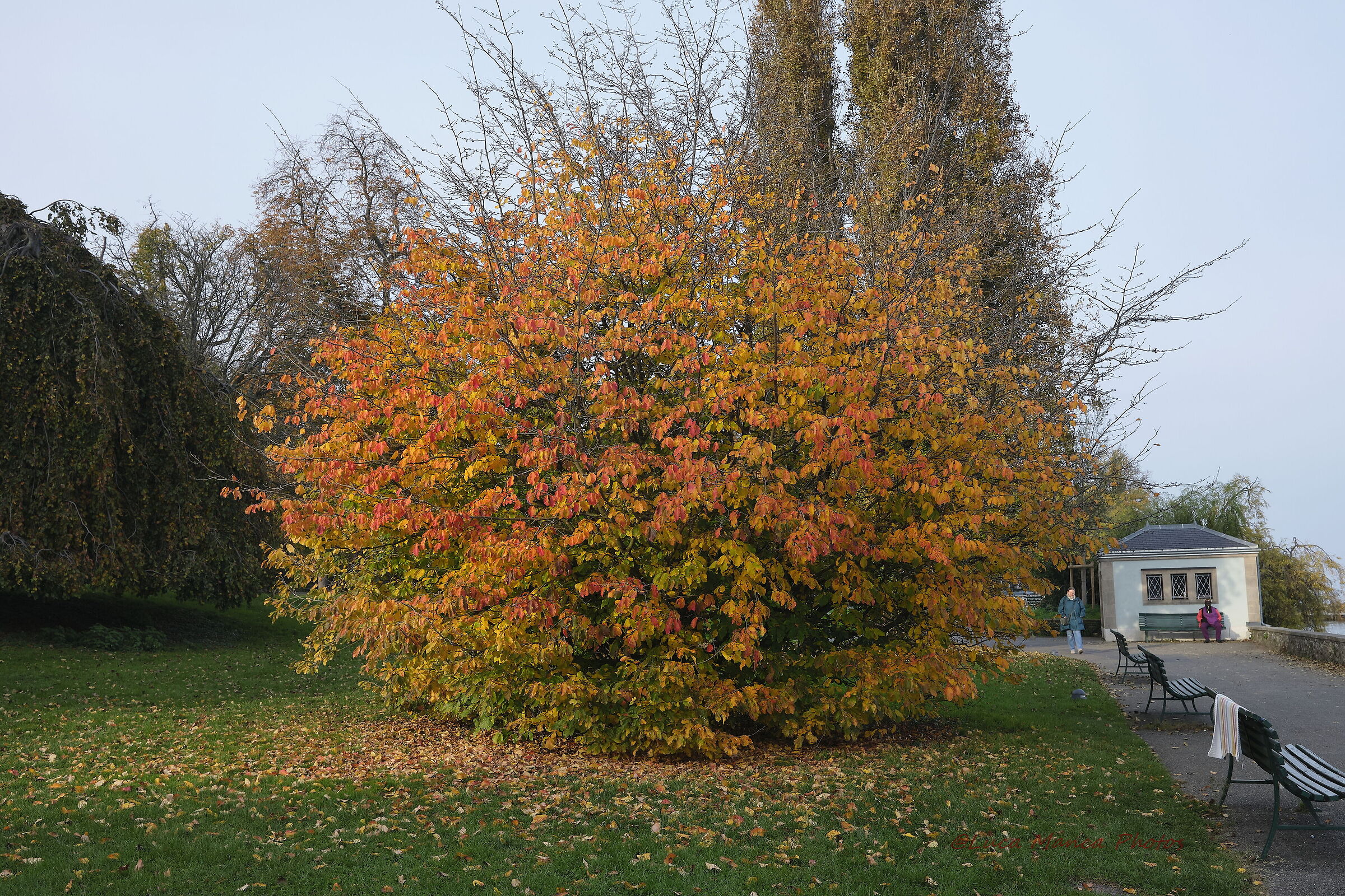 Geneva in Autumn