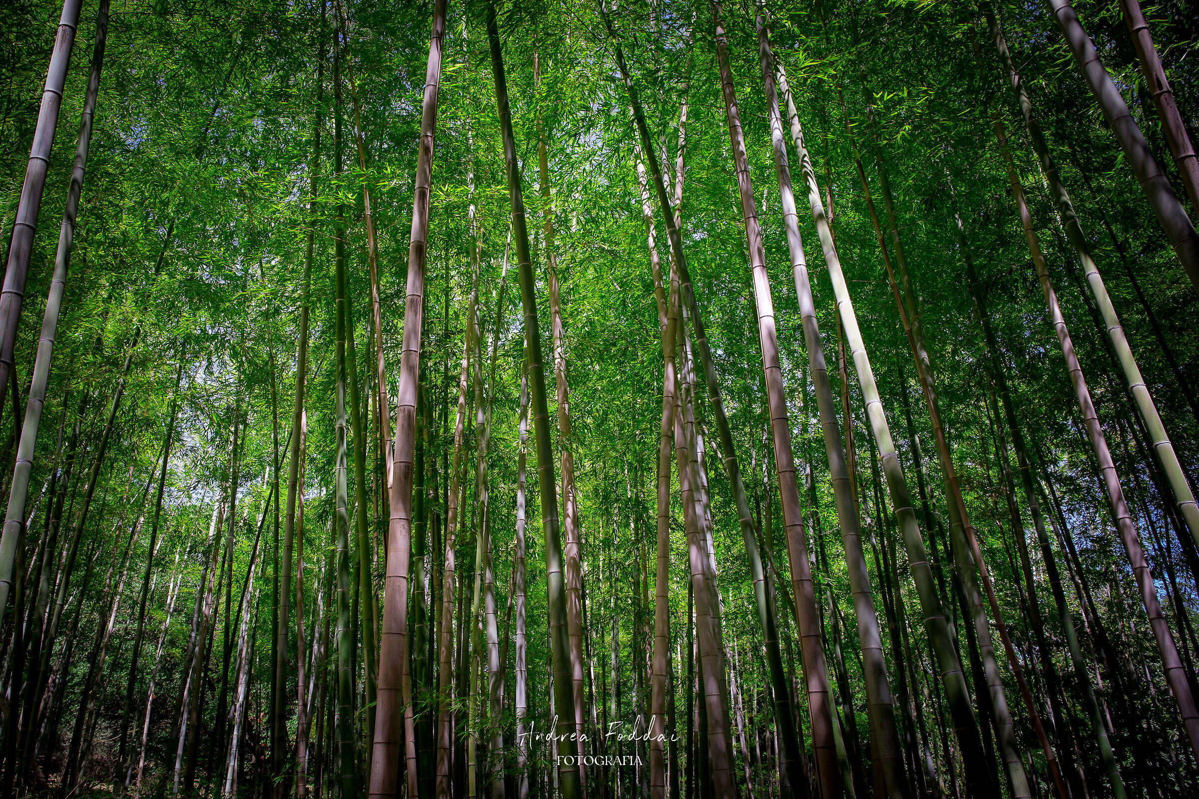 Foresta di Bambù