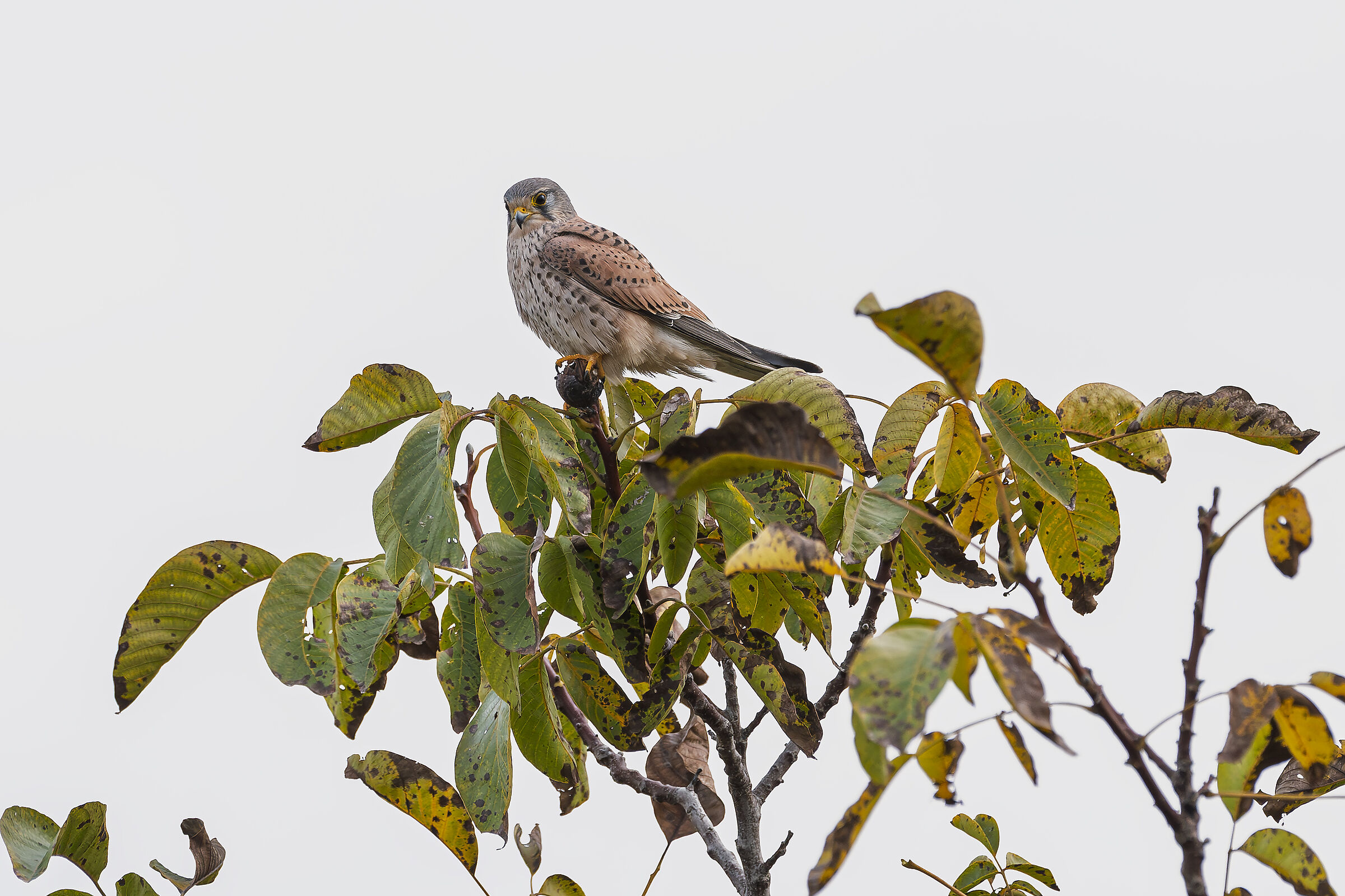 Kestrel
