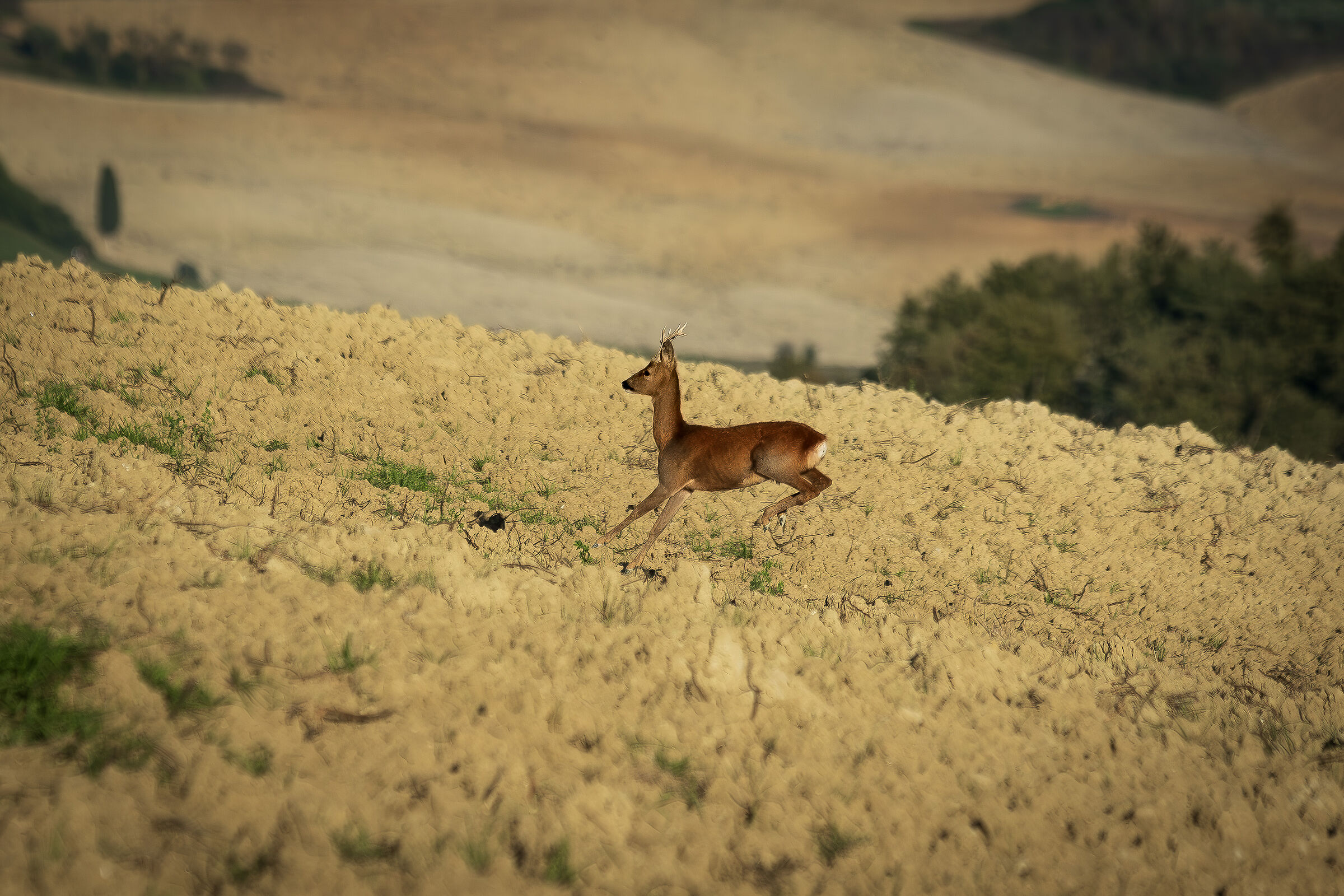 Capriolo in val d'orcia