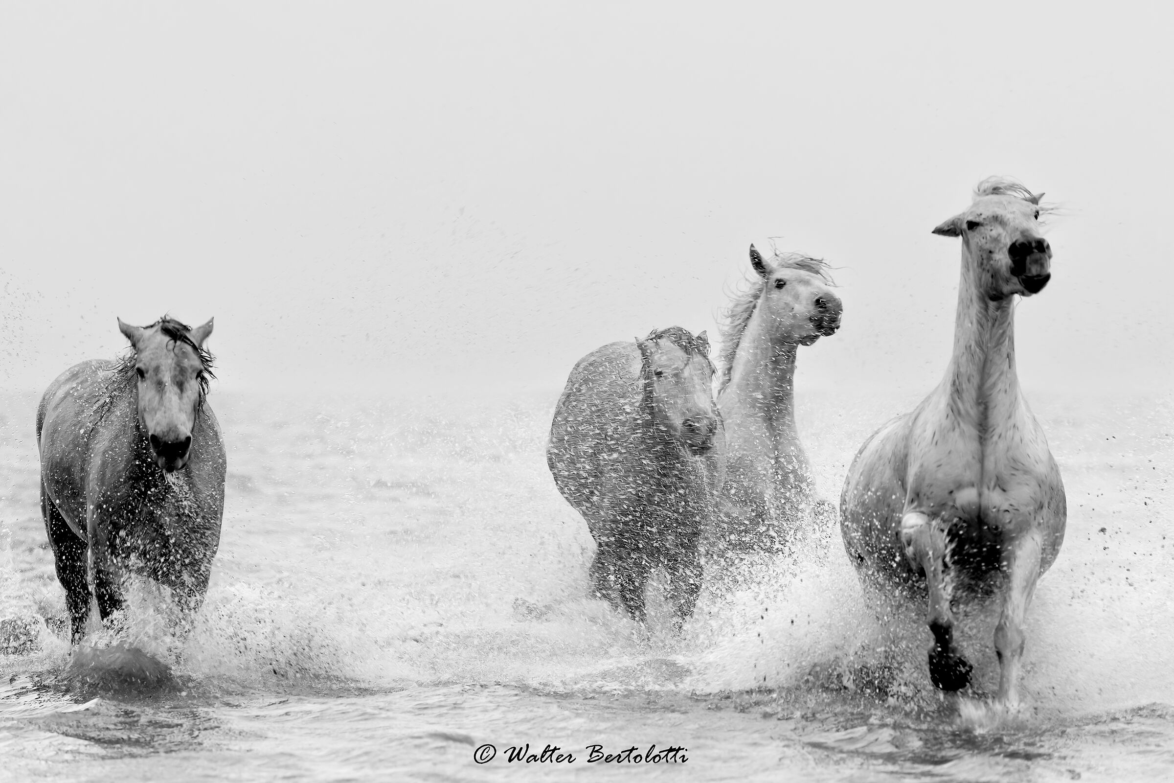 WHITE HORSES