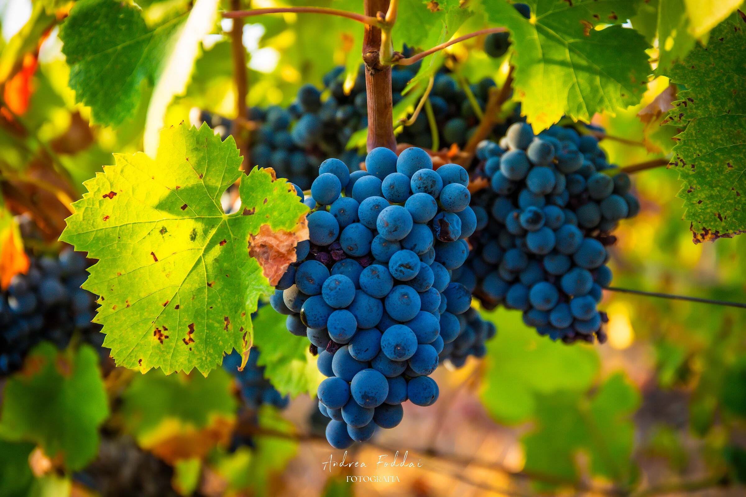 Vendemmia
