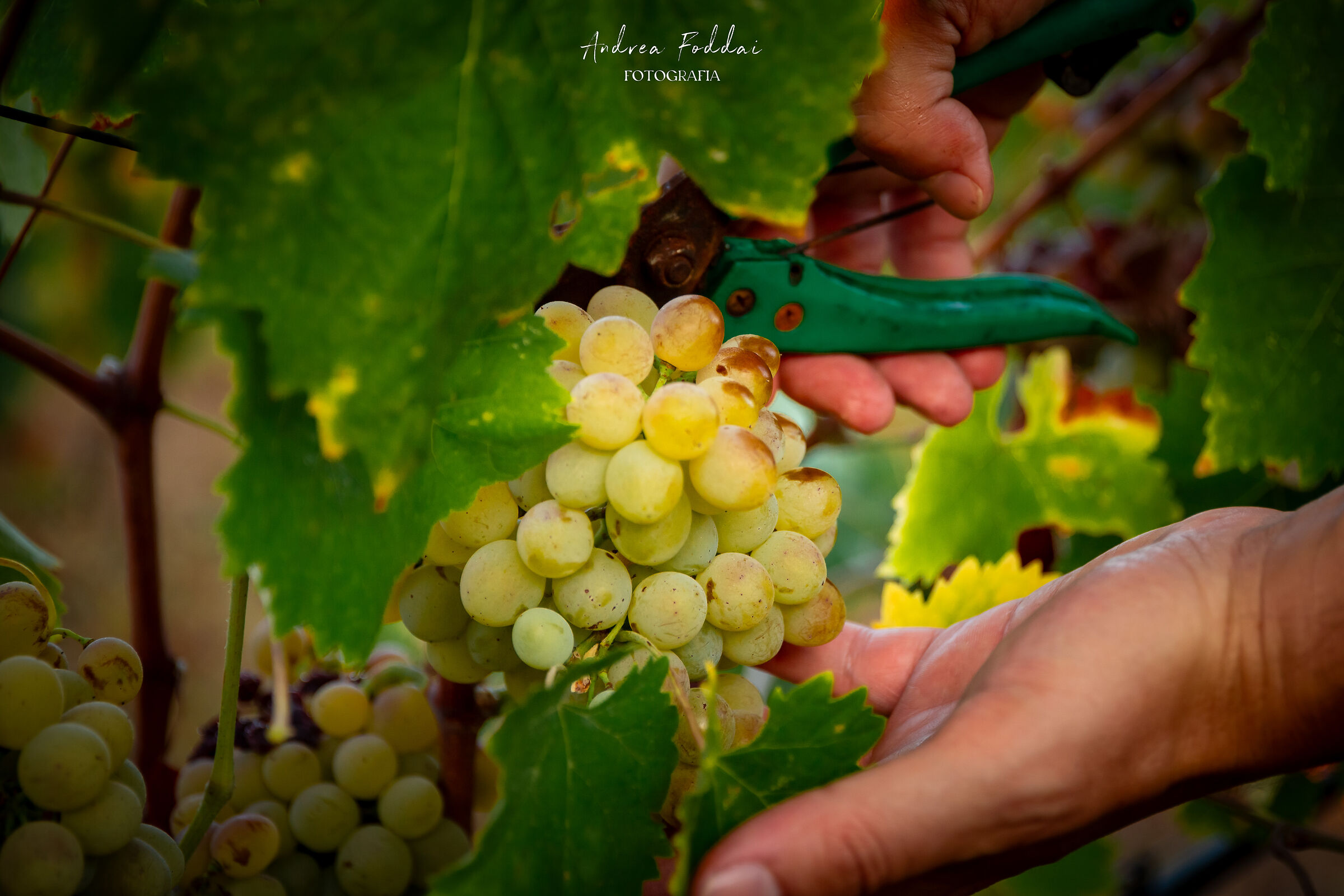 Vendemmia