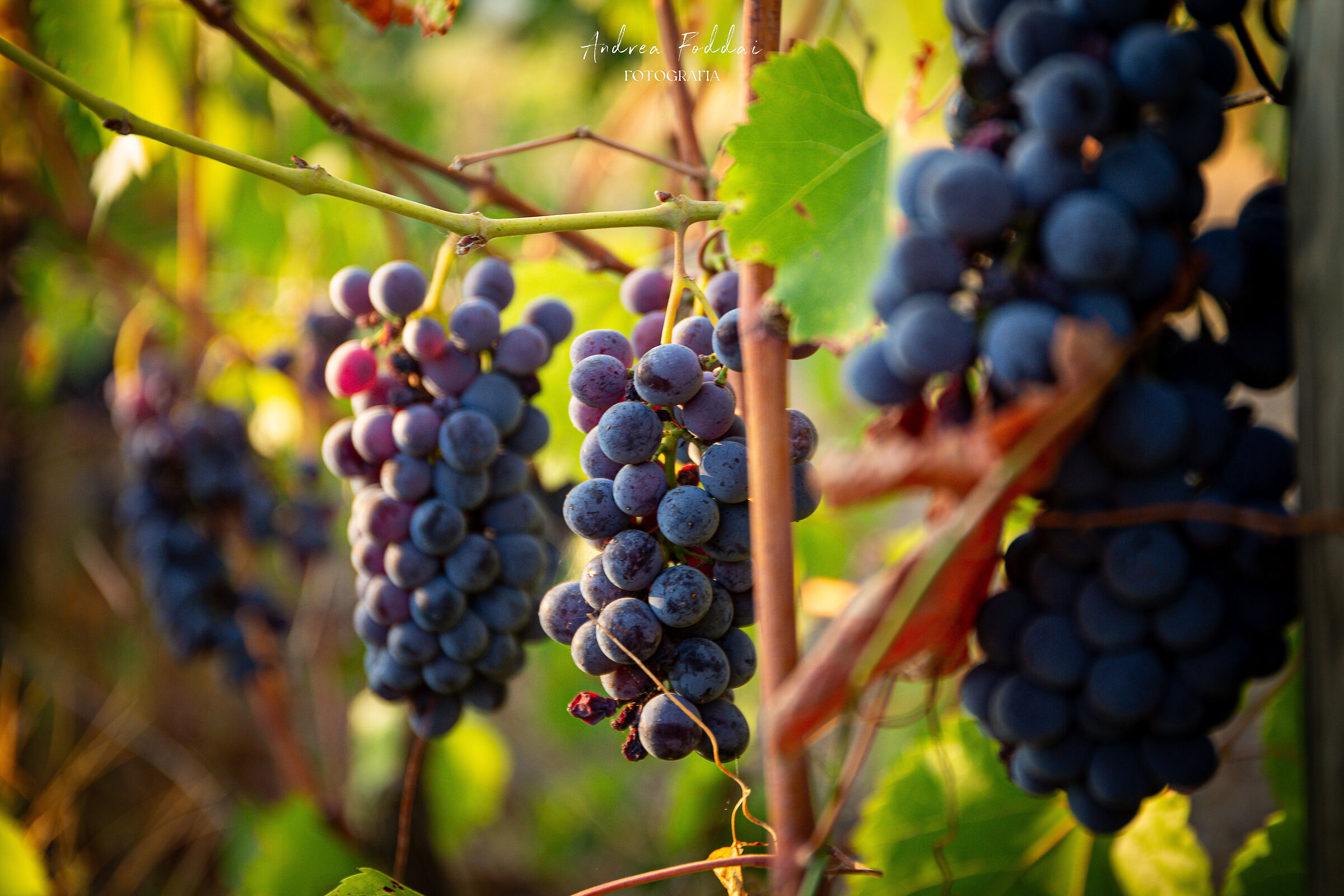 Vendemmia