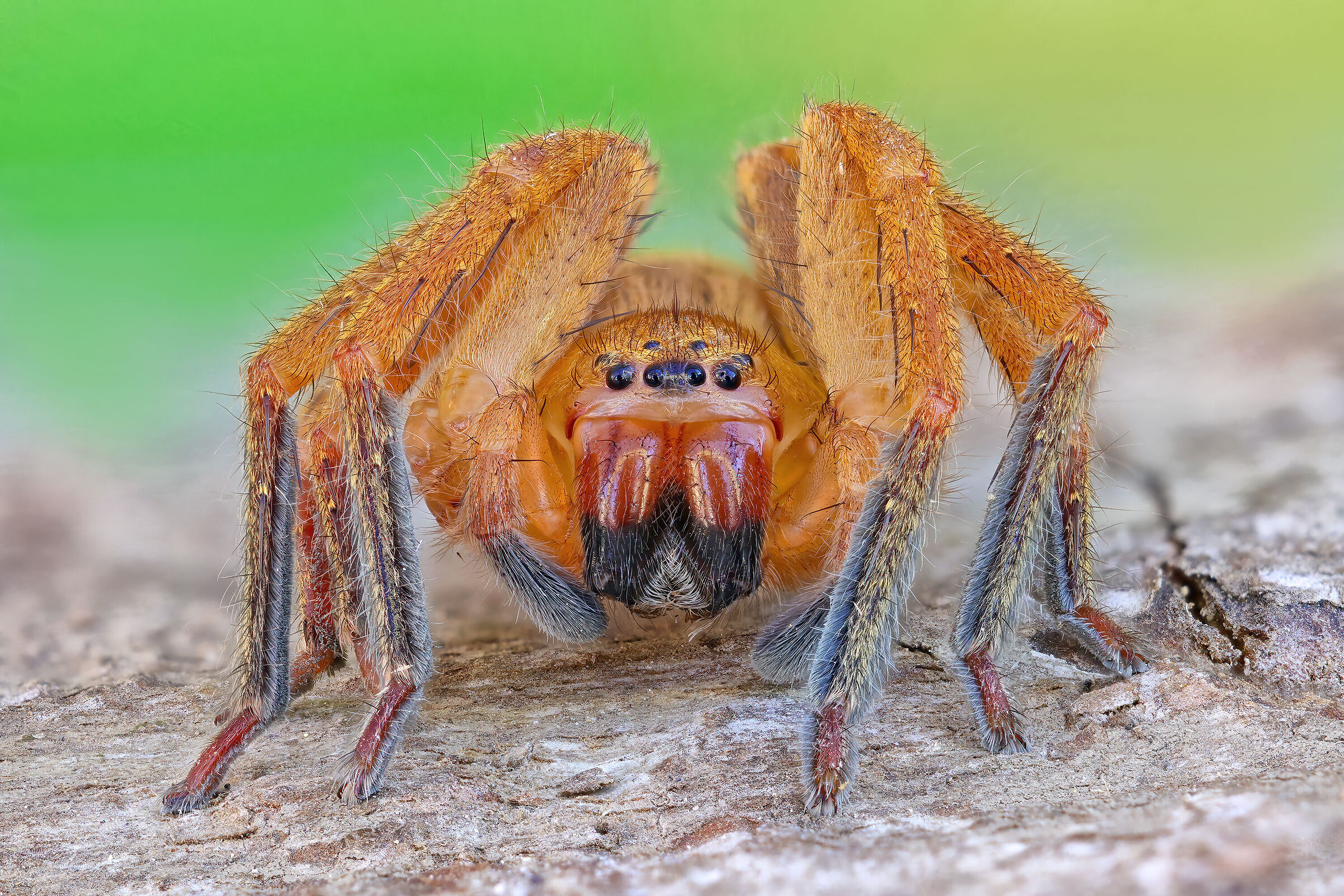 Olios argelasius