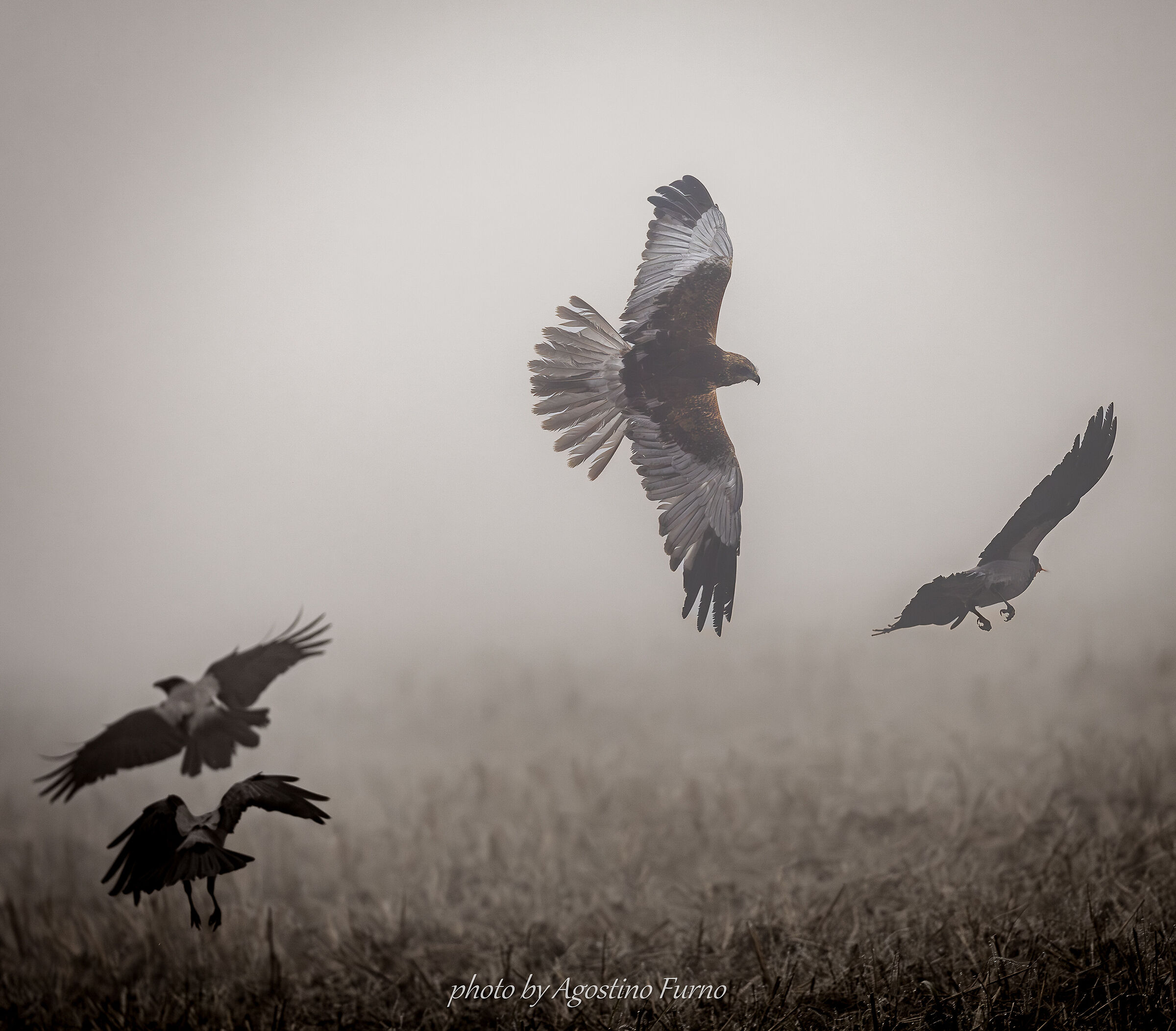 Marsh Harrier
