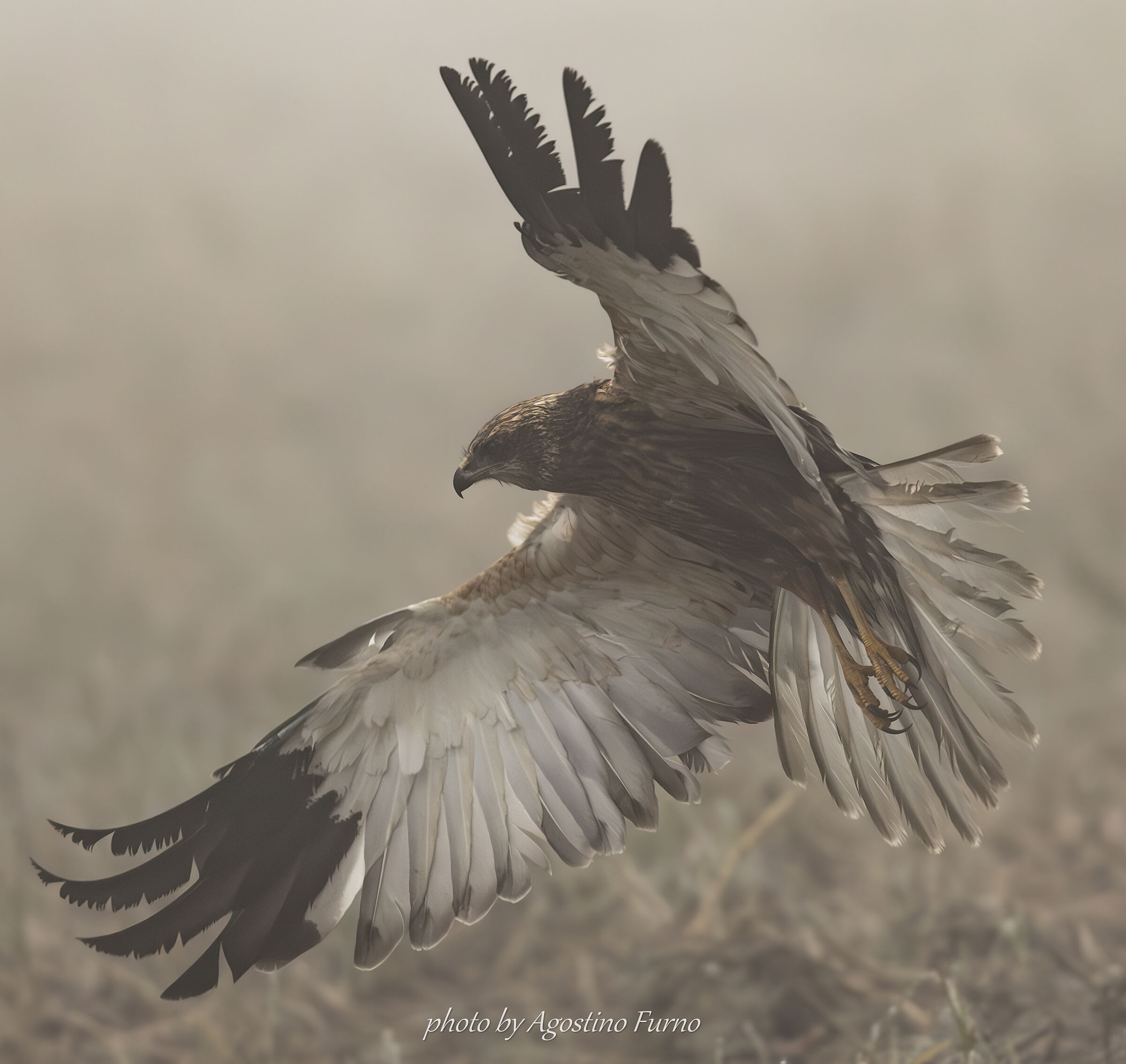 Marsh Harrier