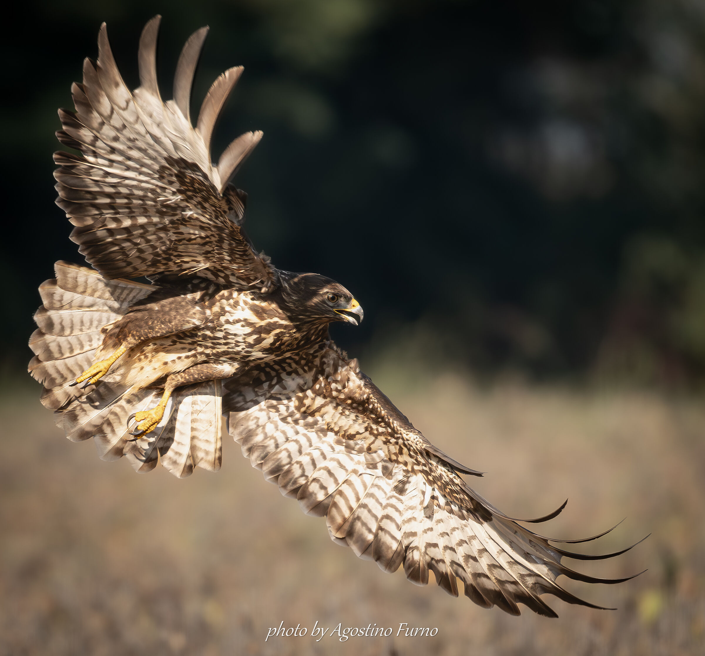 Buzzard