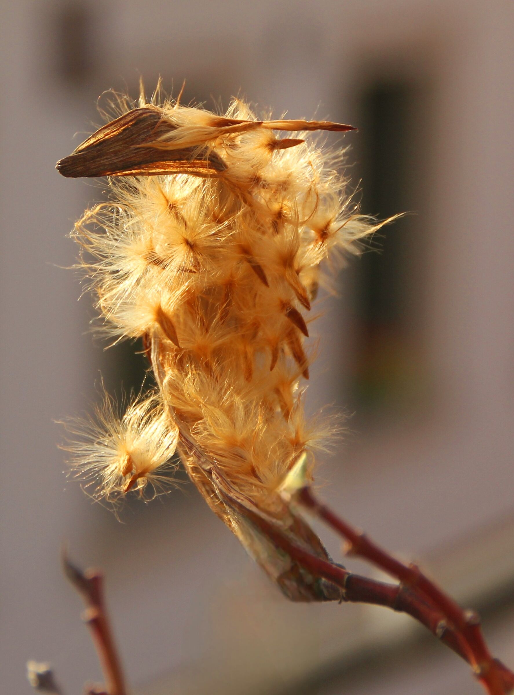 Aggressed aspects of oleander pods...