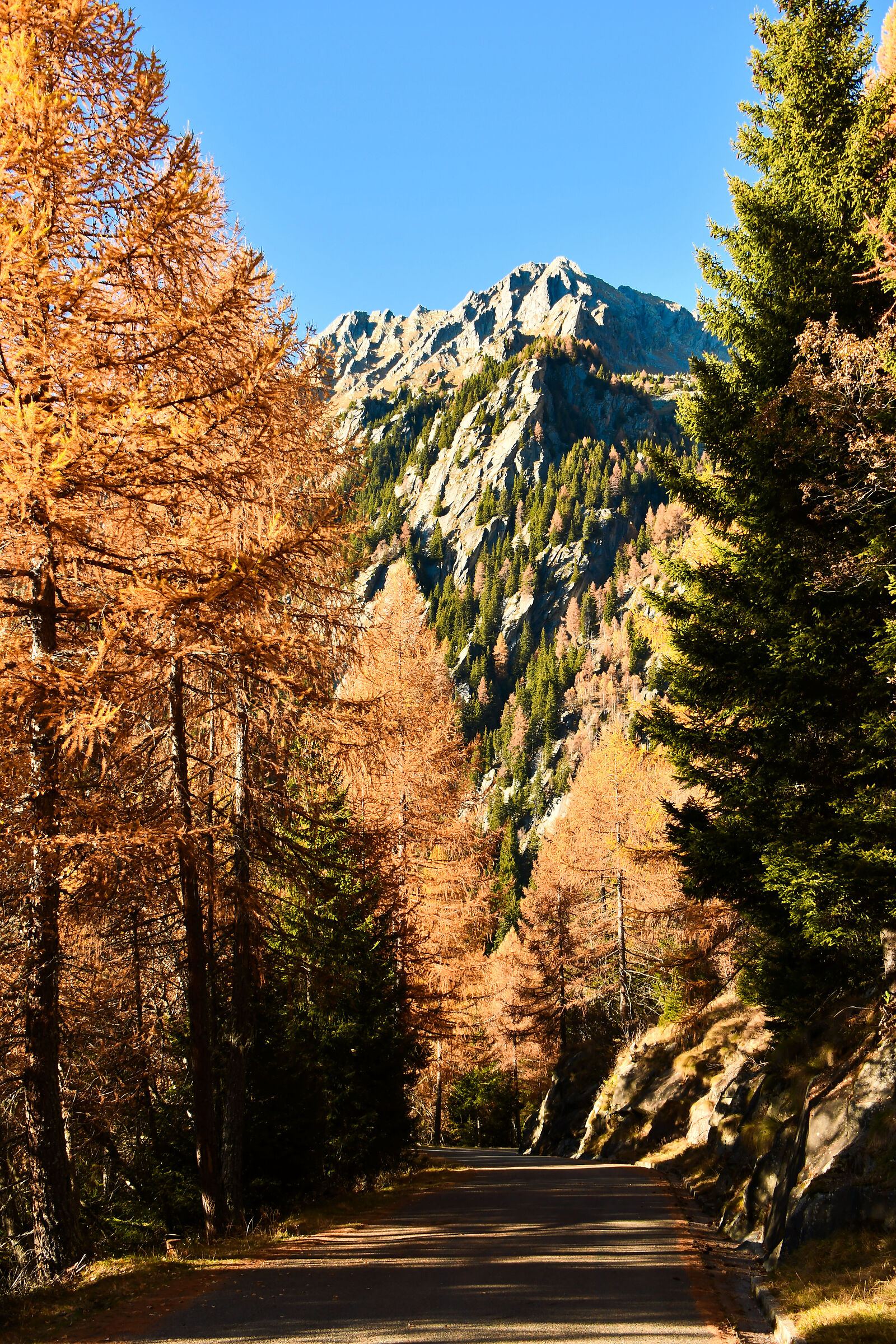 ' autumn colours - Predarossa