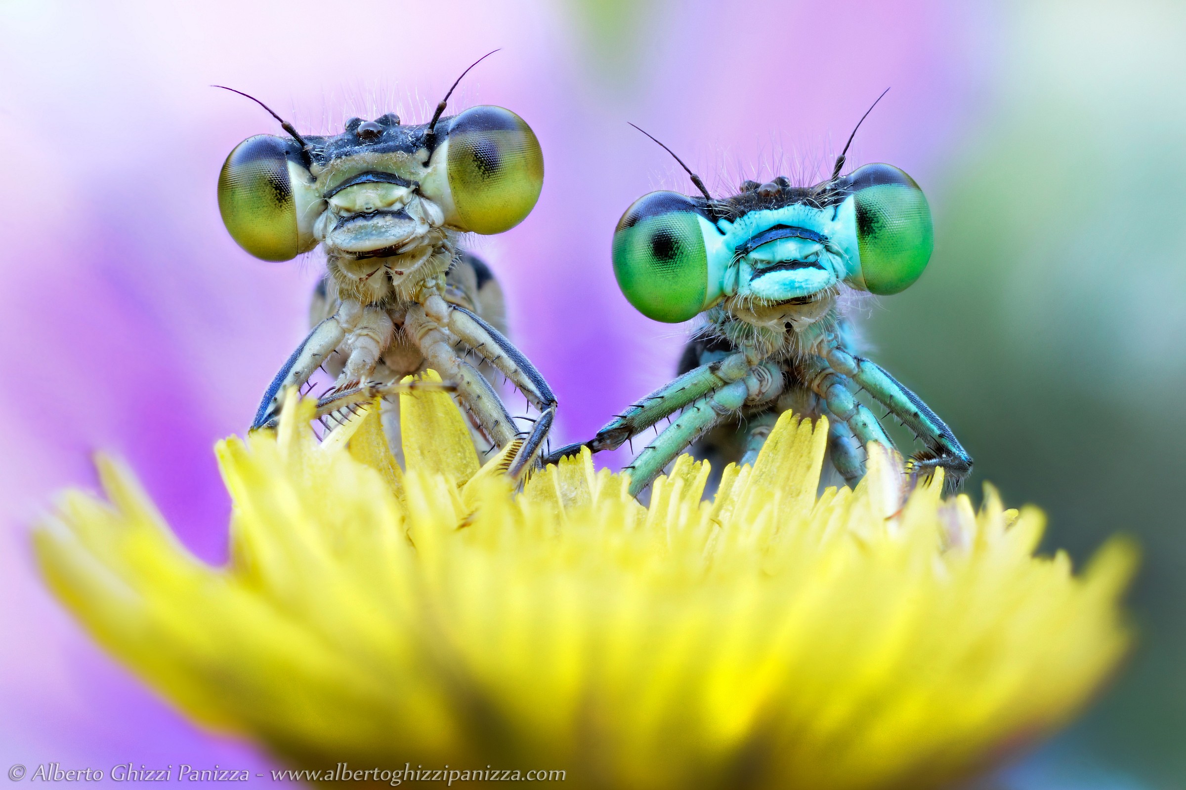 Due simpatiche damigelle