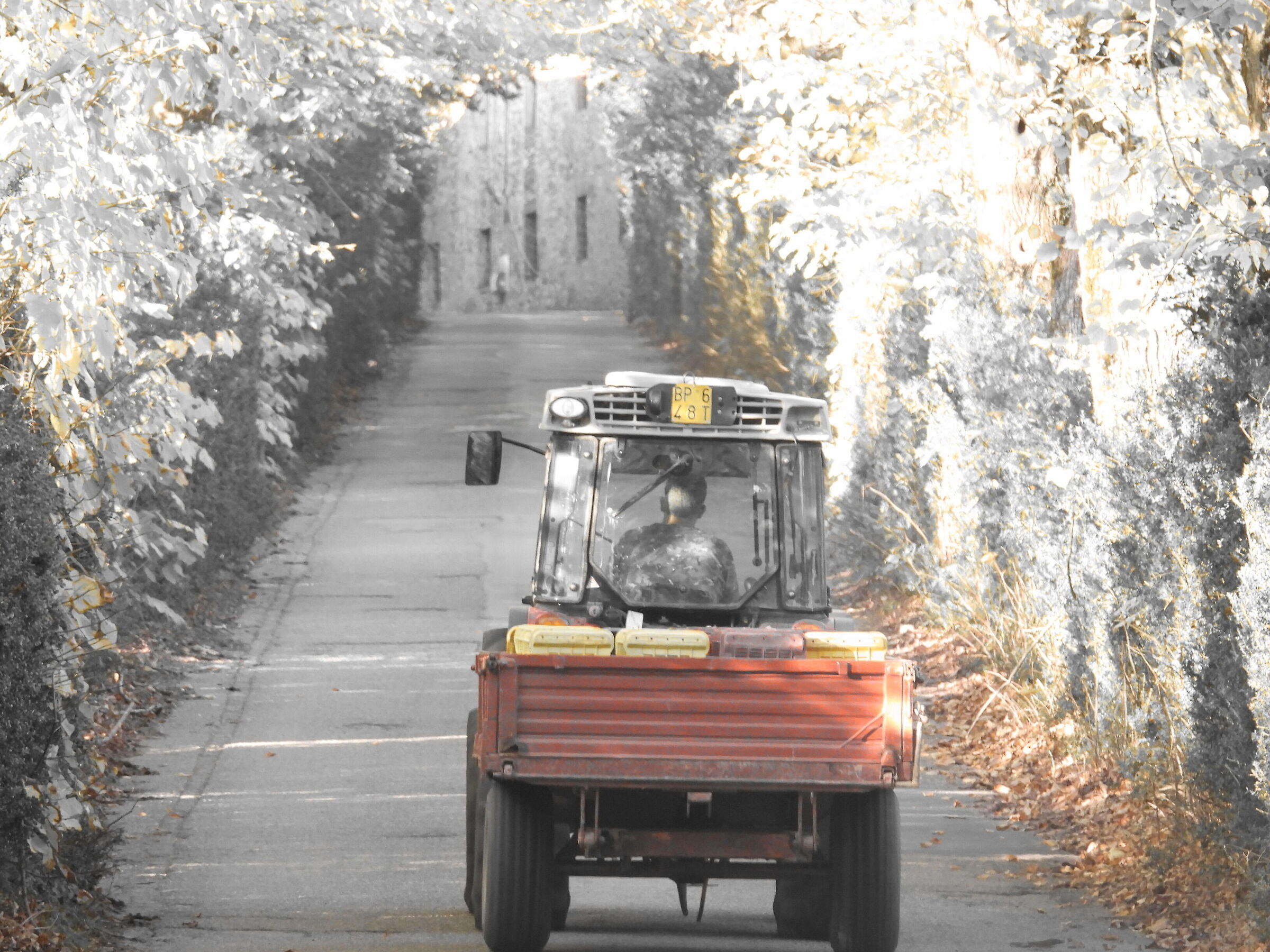grape harvest