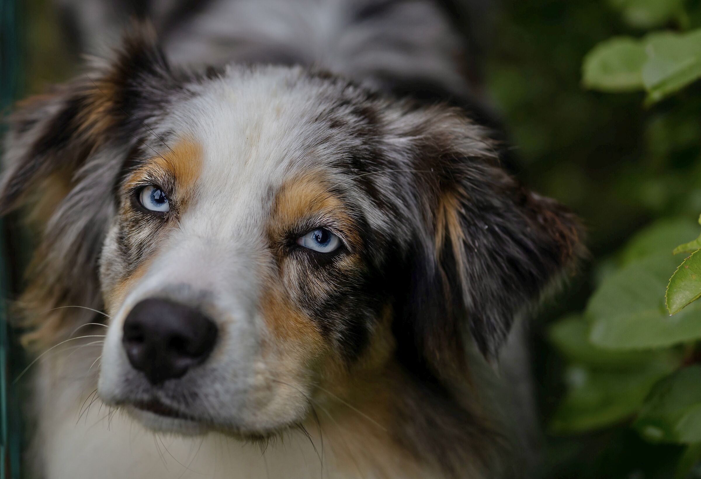 Australian Shepherd 1
