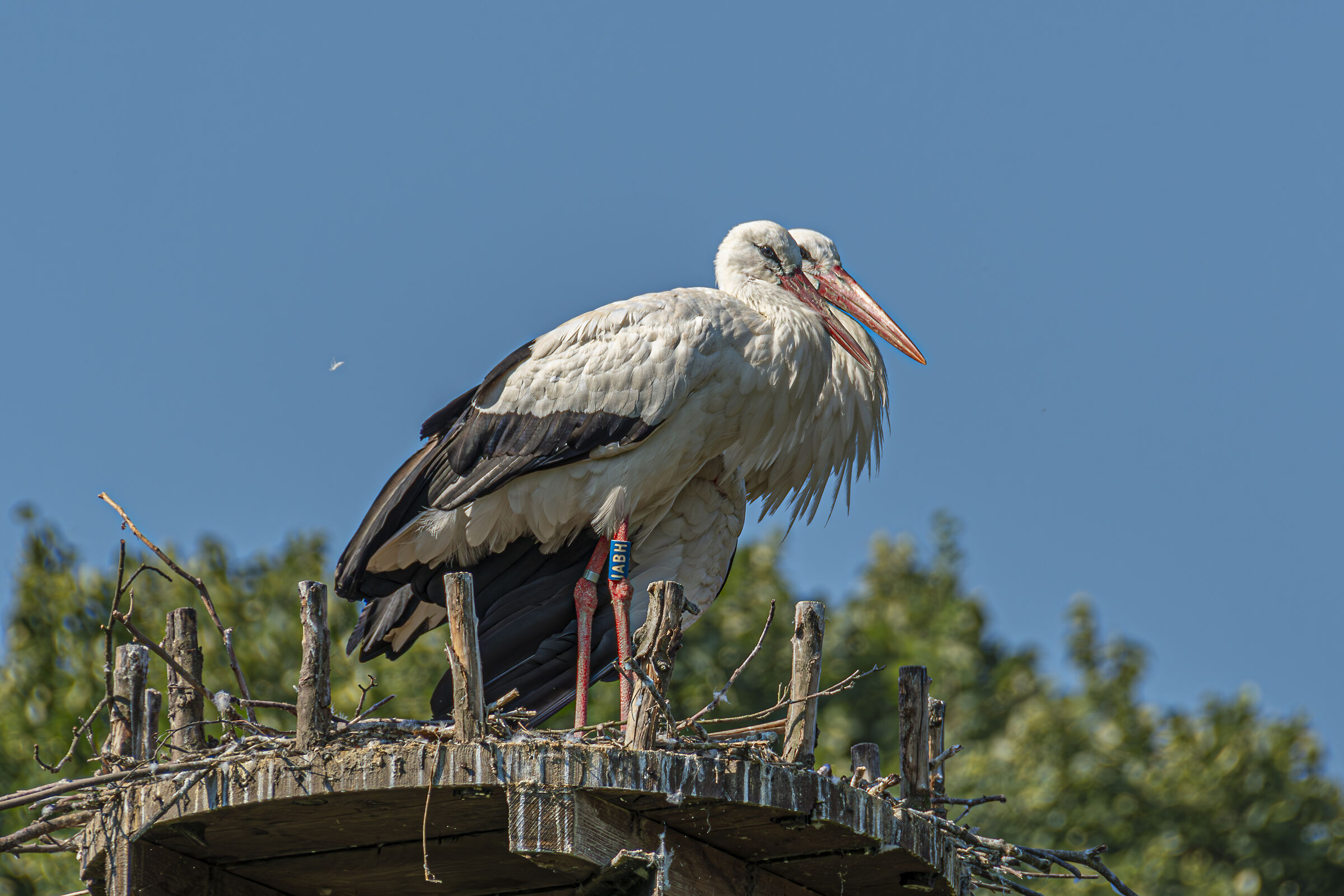 Storks