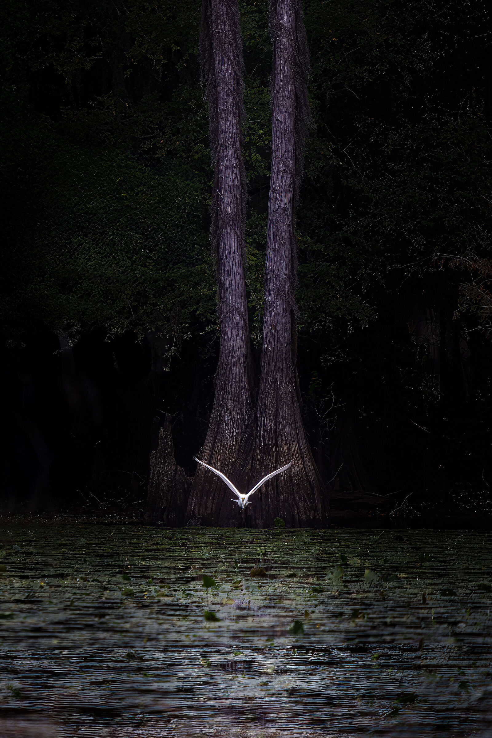 White heron among the cypresses of Louisiana
