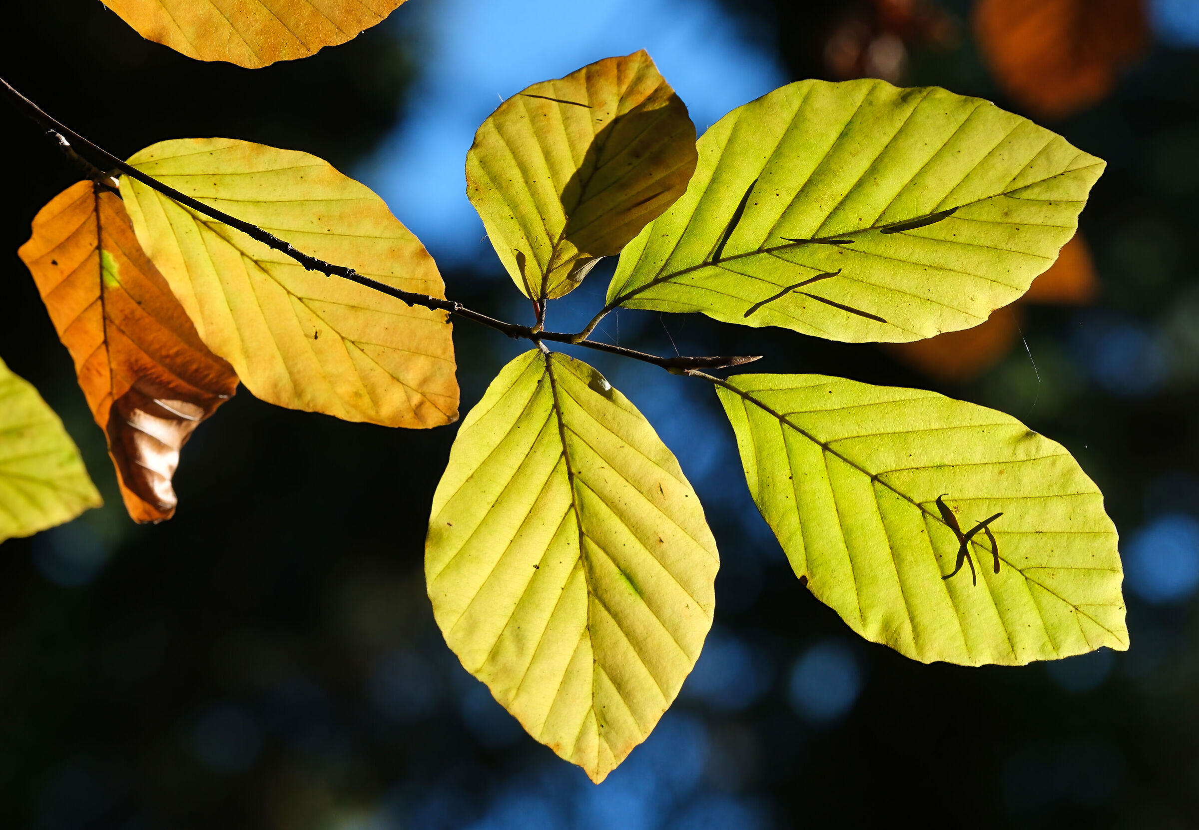 -foglie-autunno-colori-