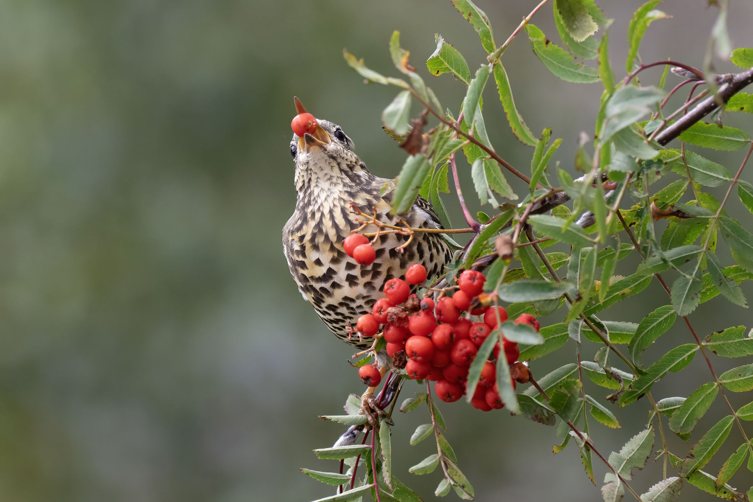 Thrush on the Sorbo