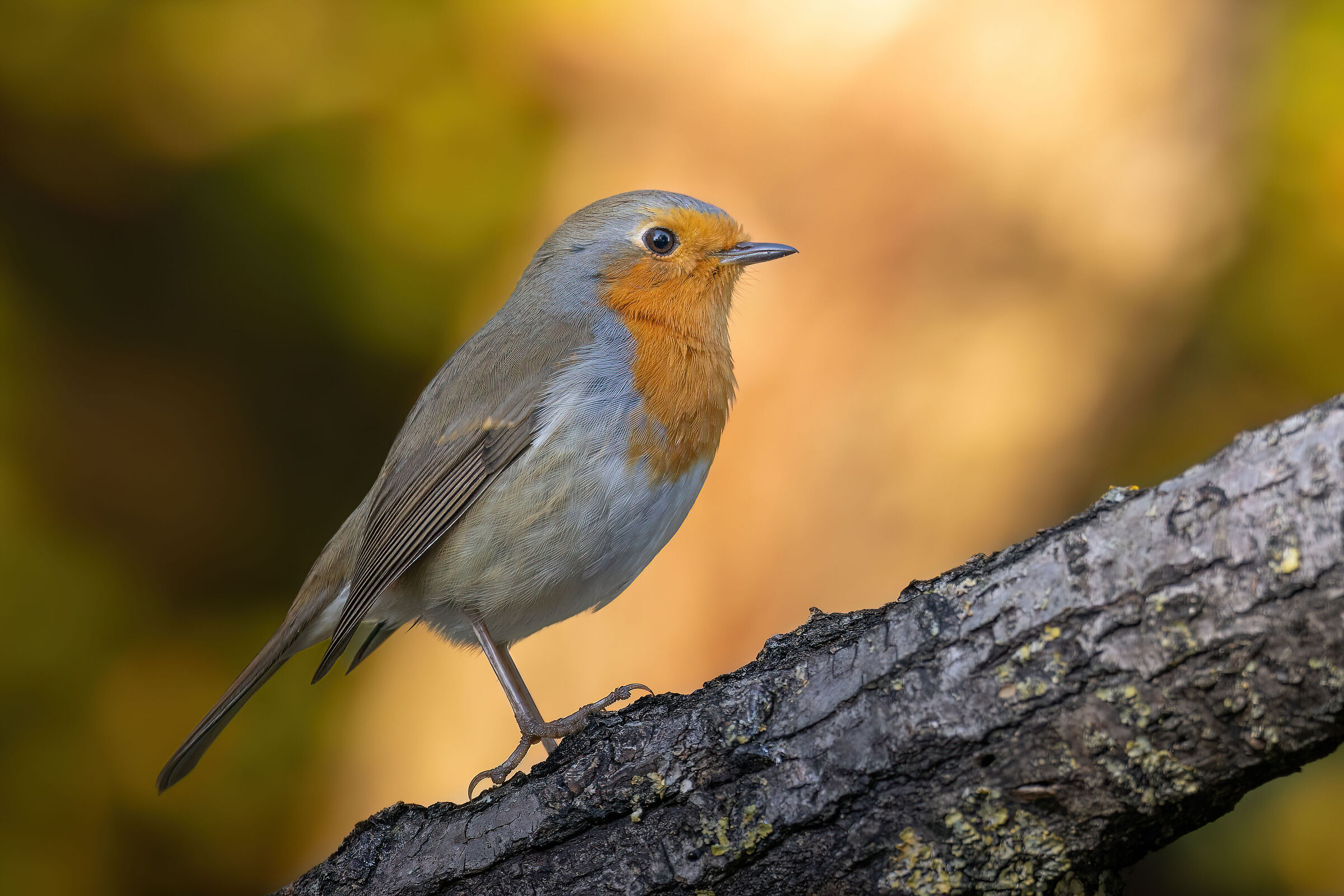 The Confidant Bird