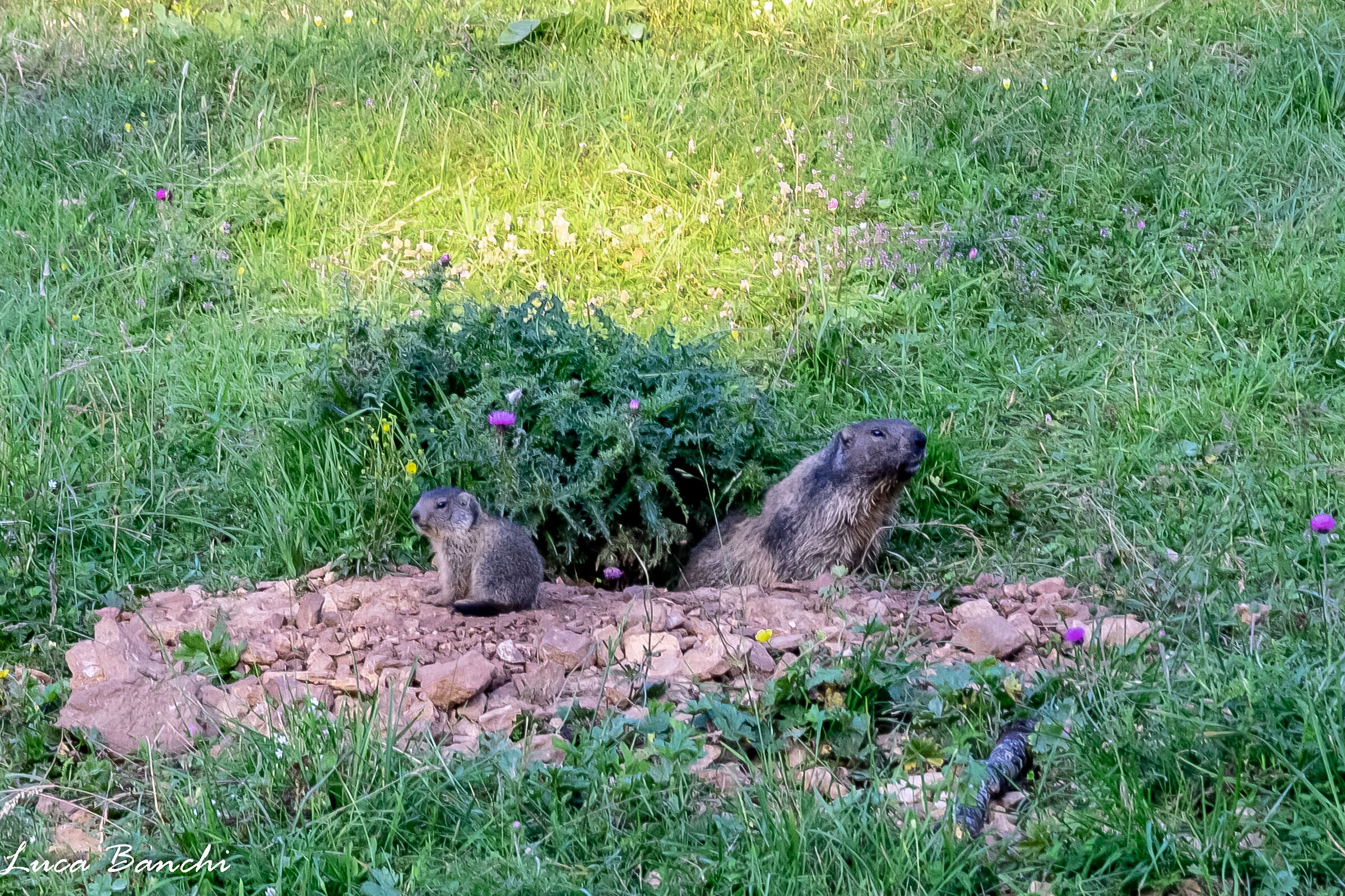 Marmotte