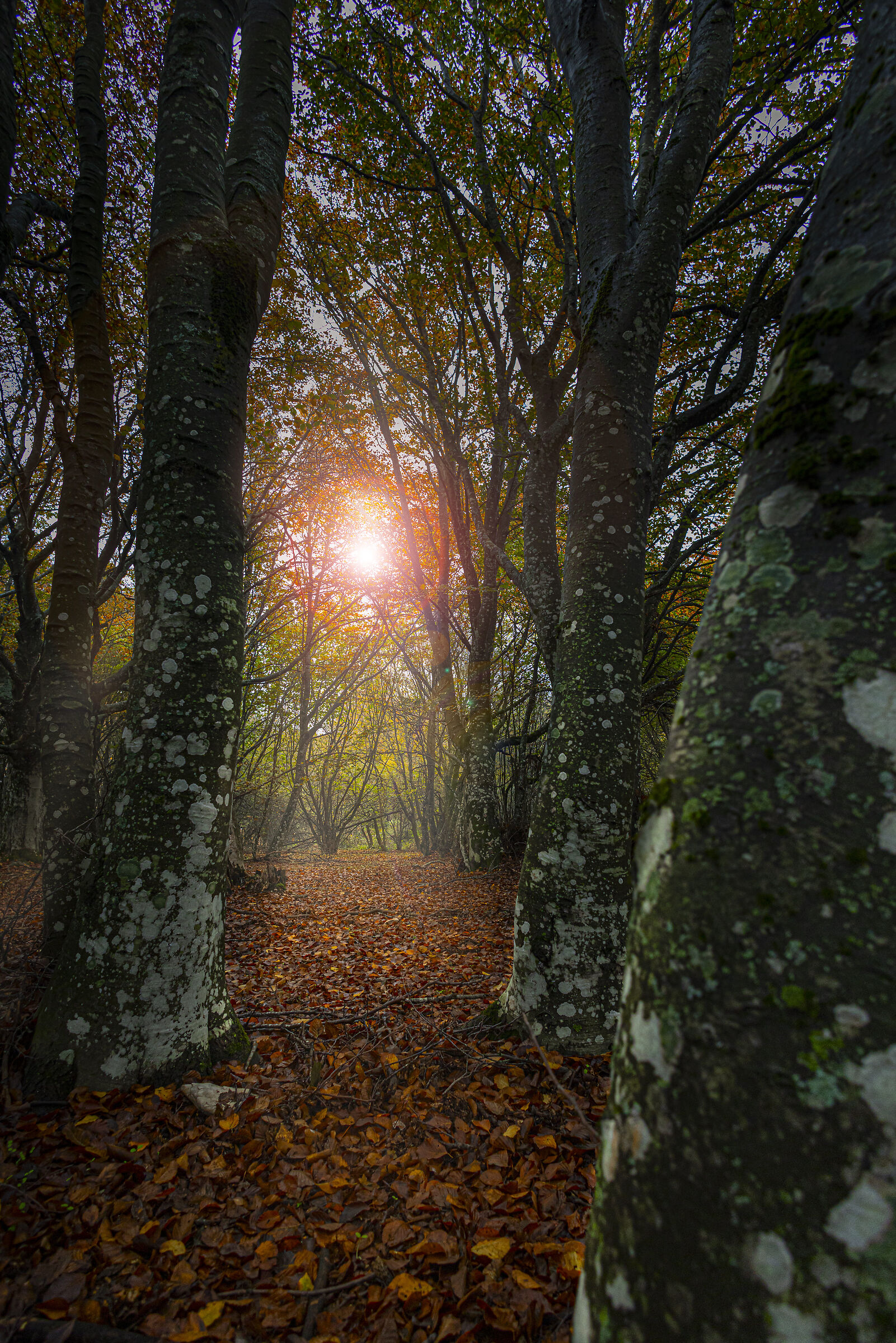 Walking around foliage