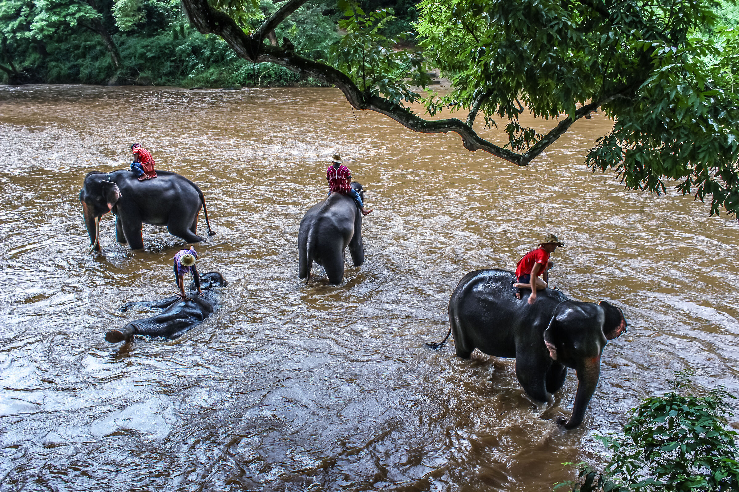 the elepnamts' bathe