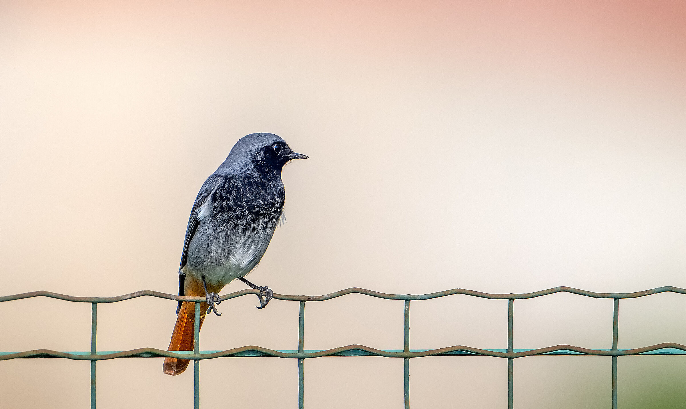 Black redstart