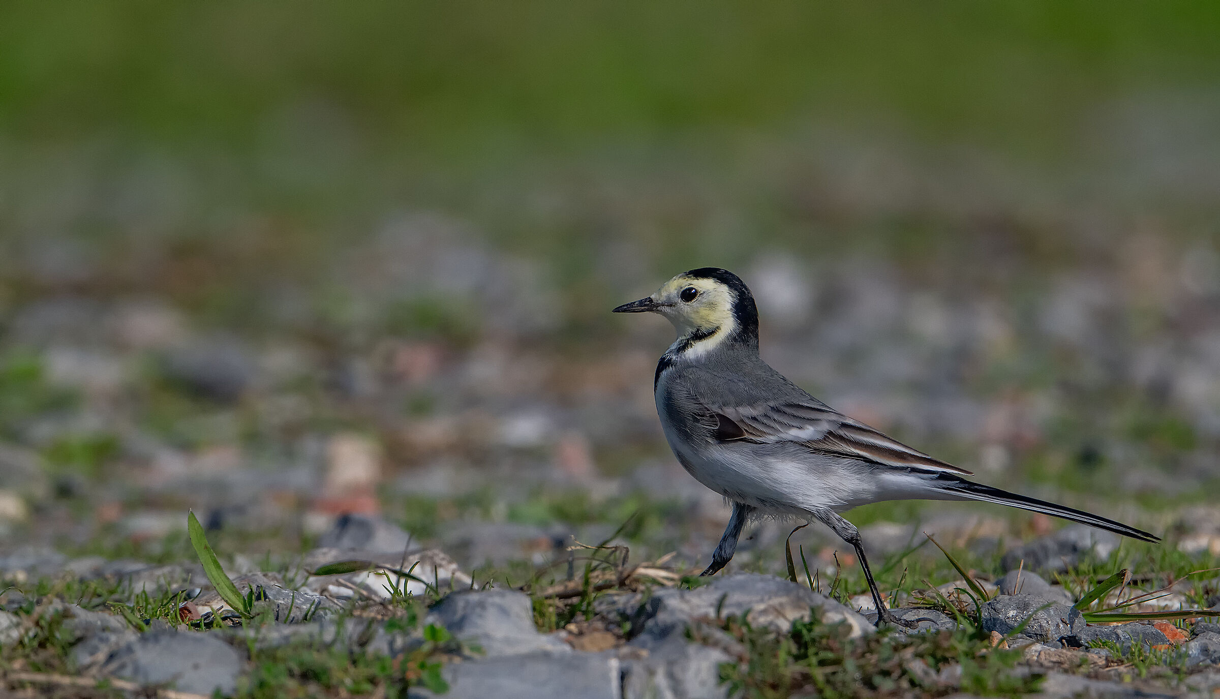 White wagtail