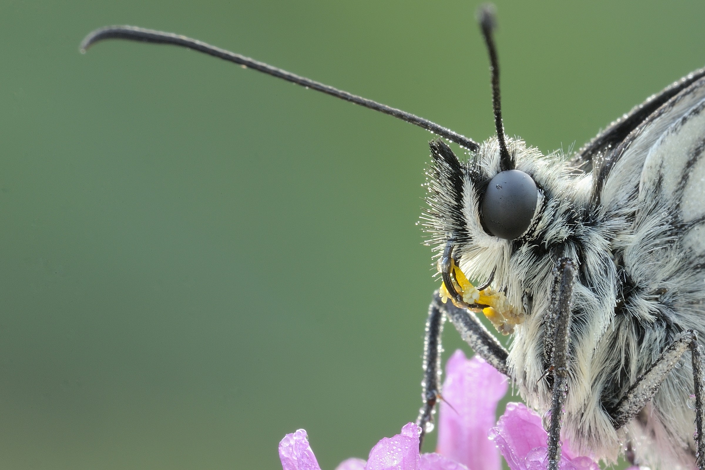 Pollen on the proboscis