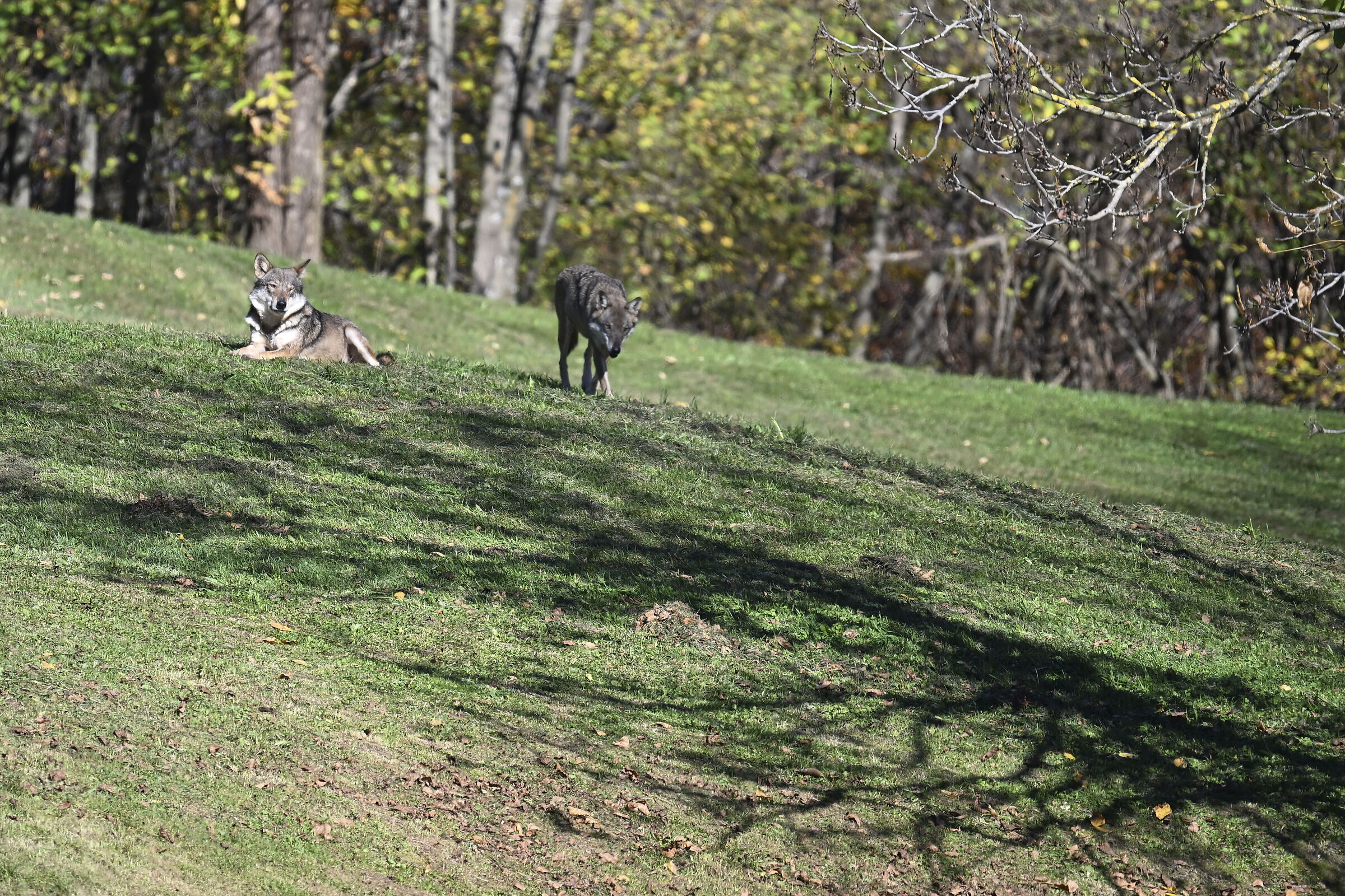 Colori d'autunno: lupo italiano