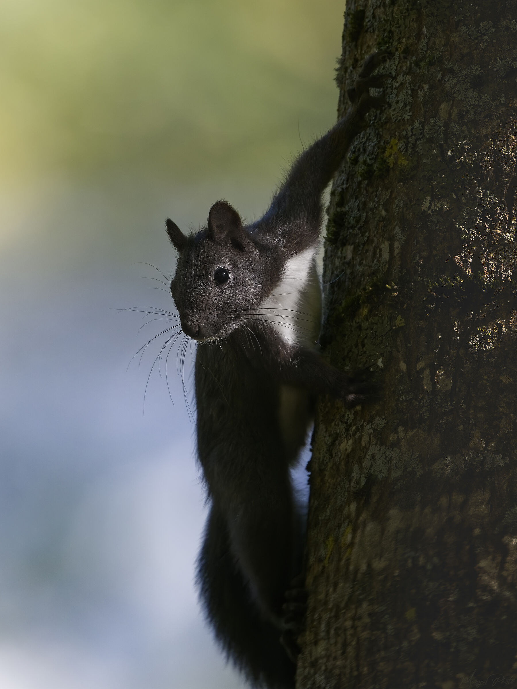 Black squirrel