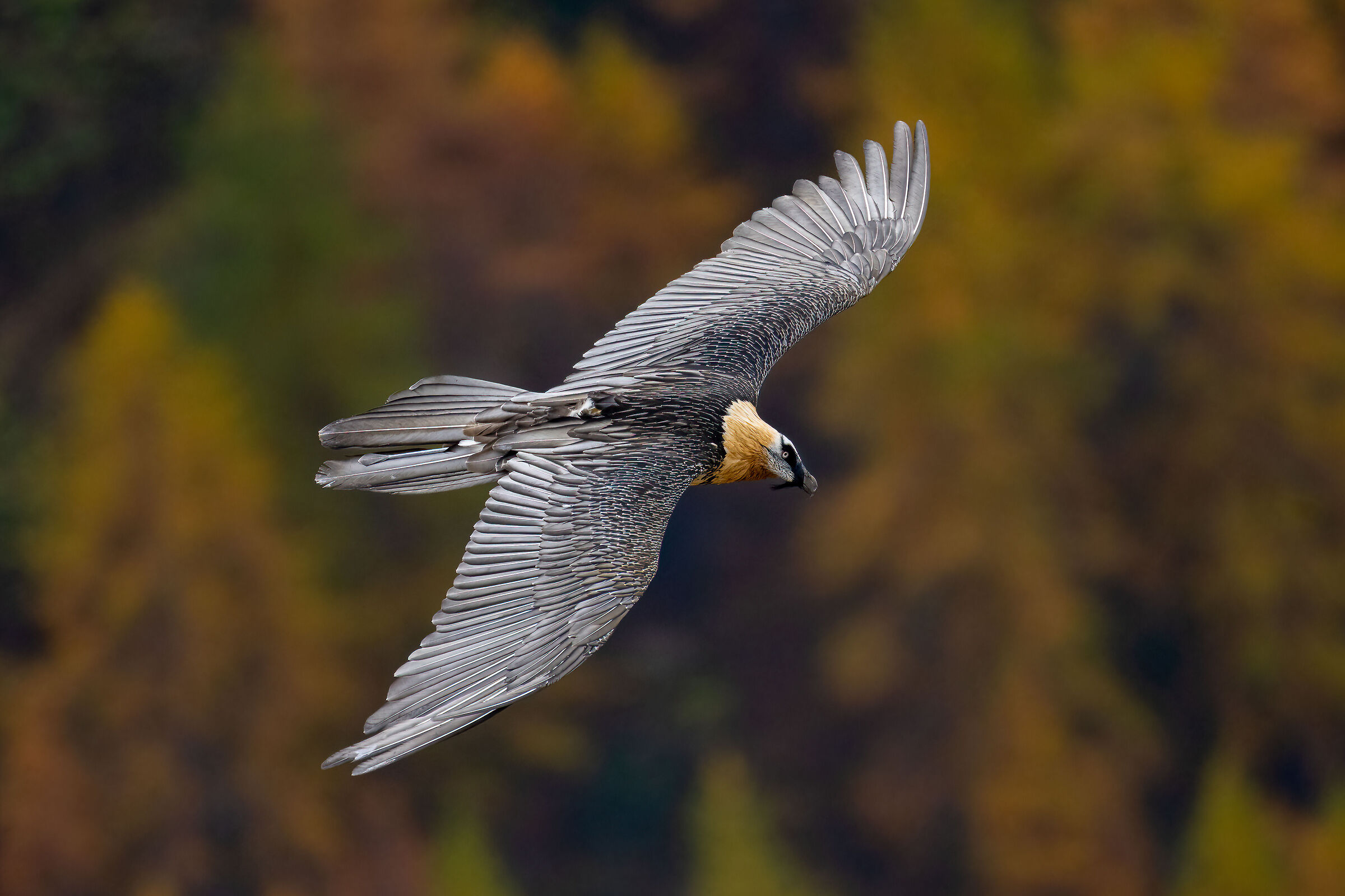 Gypaetus barbatus - Gran Paradiso National Park