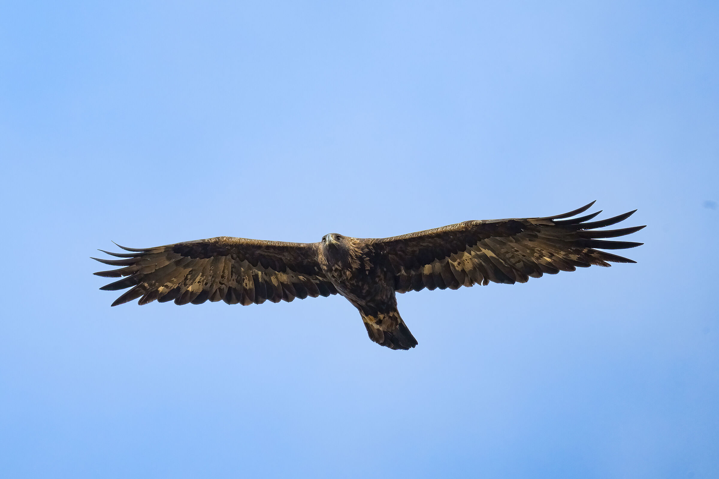 Golden Eagle - Gran Paradiso National Park