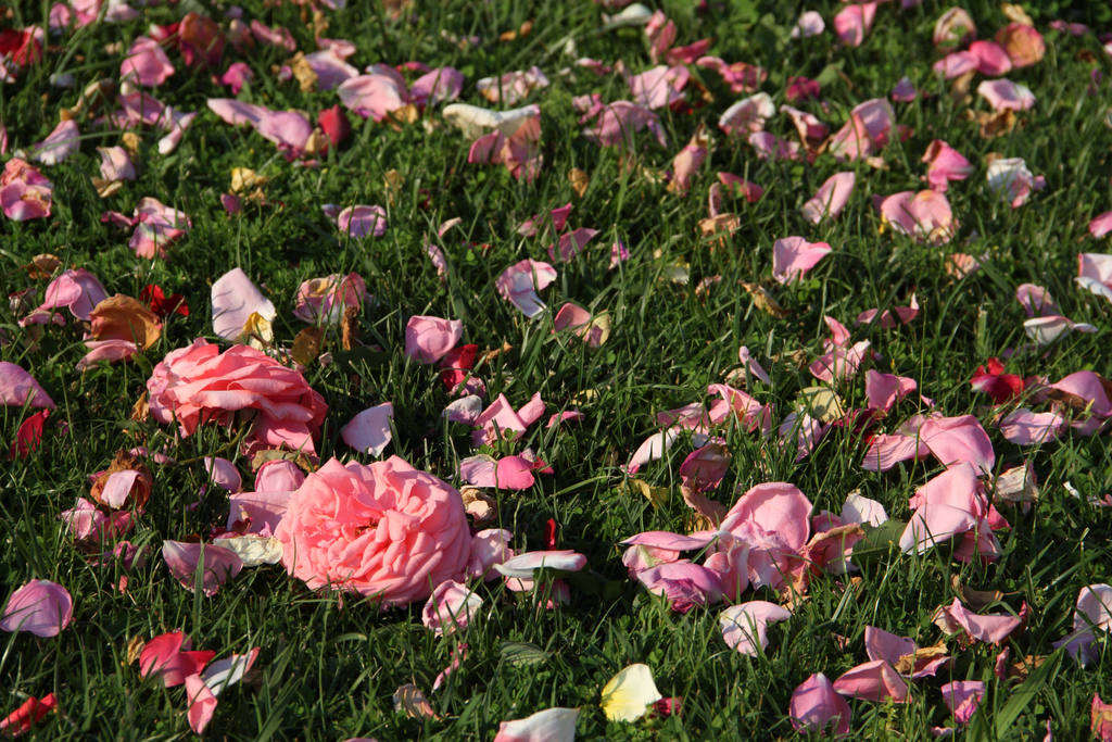 A carpet of roses