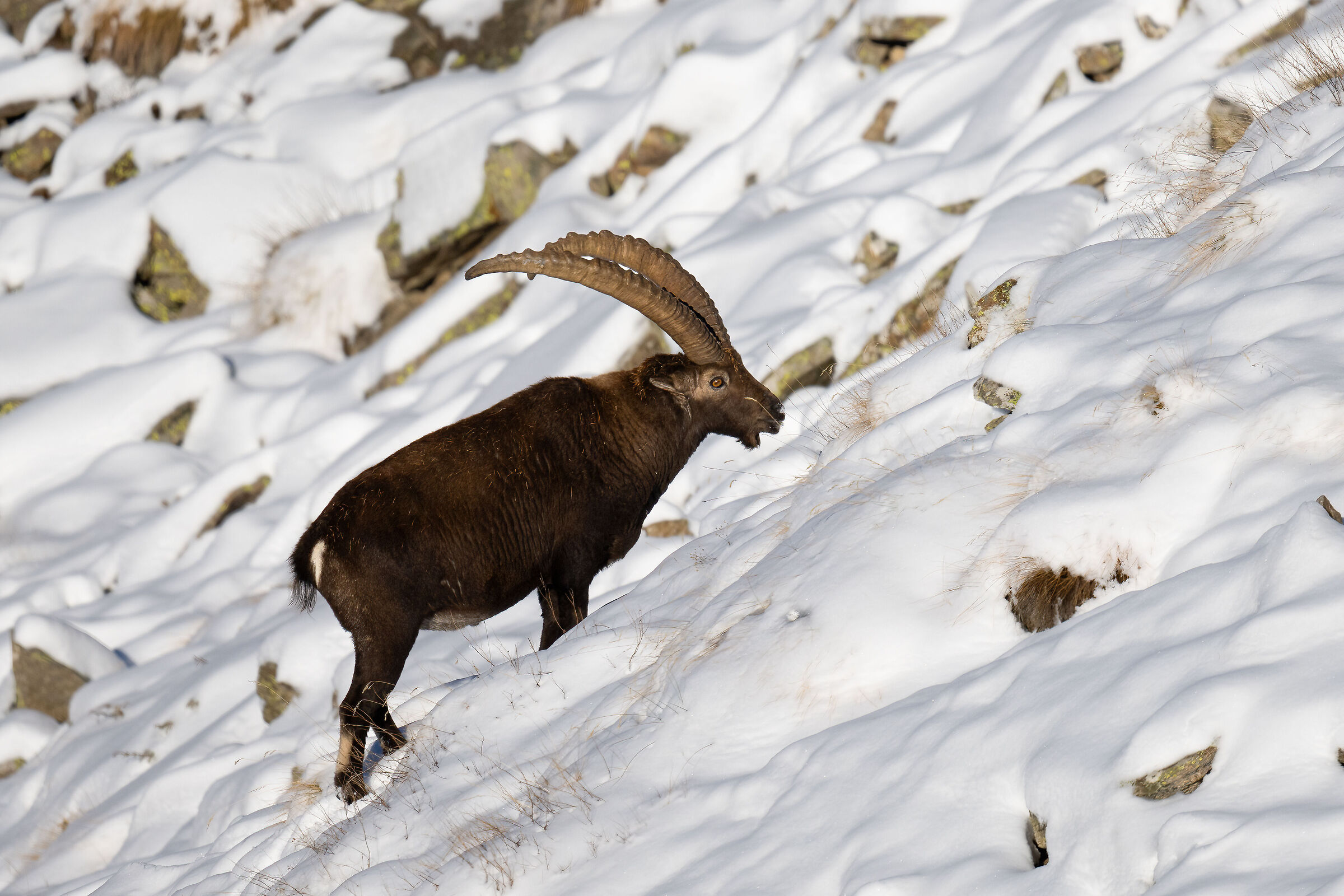 Ibex - Gran Paradiso National Park