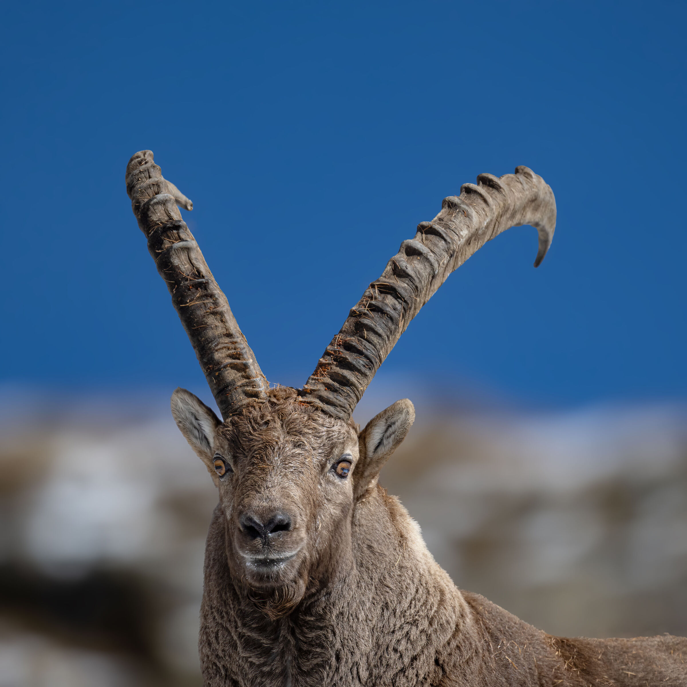 Ibex - Gran Paradiso National Park