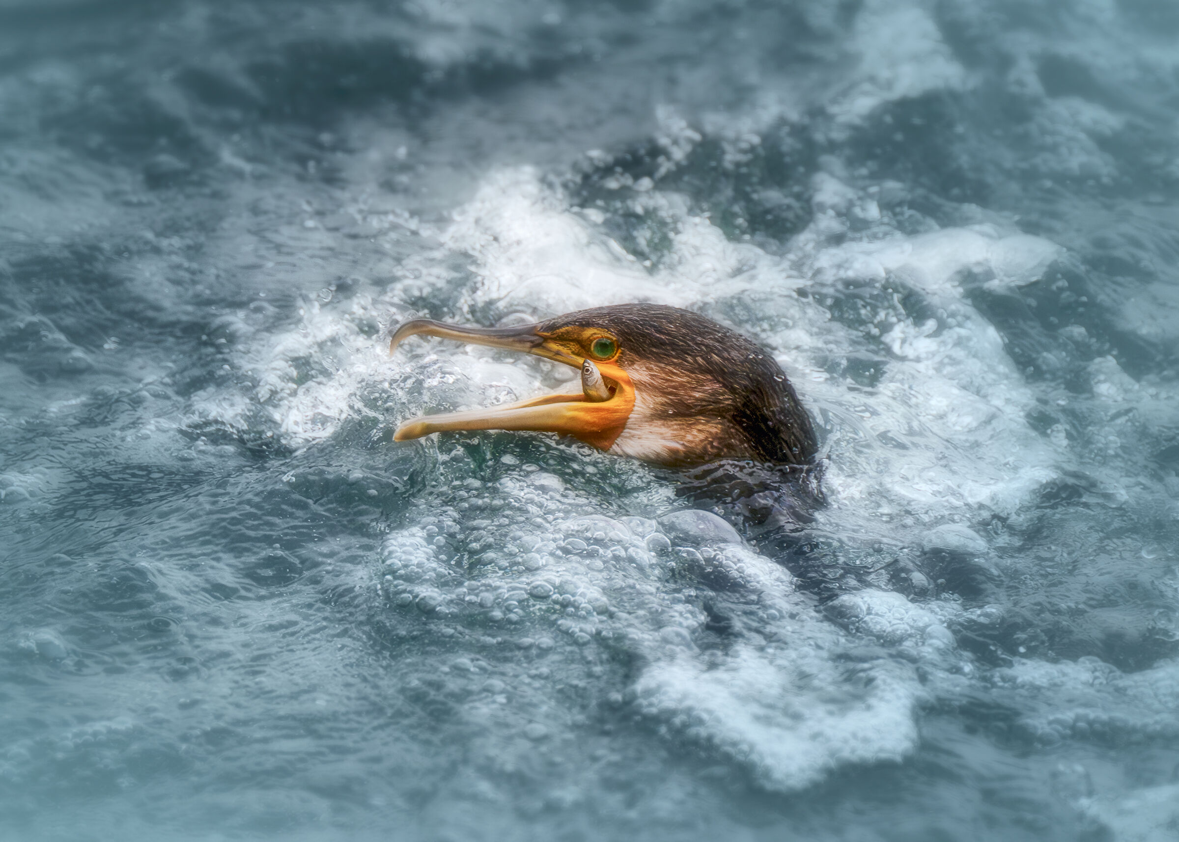 Cormorant