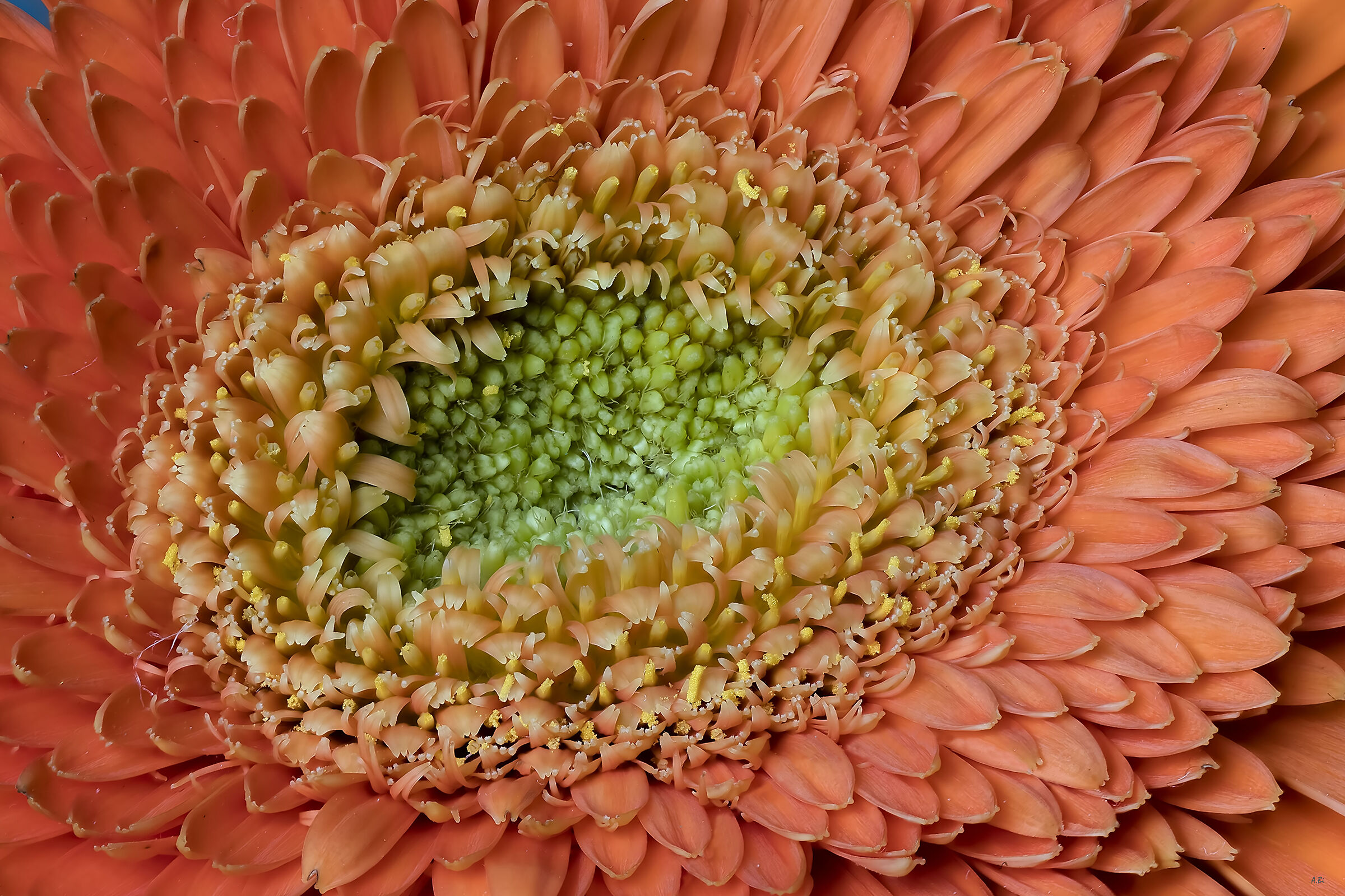 Gerbera