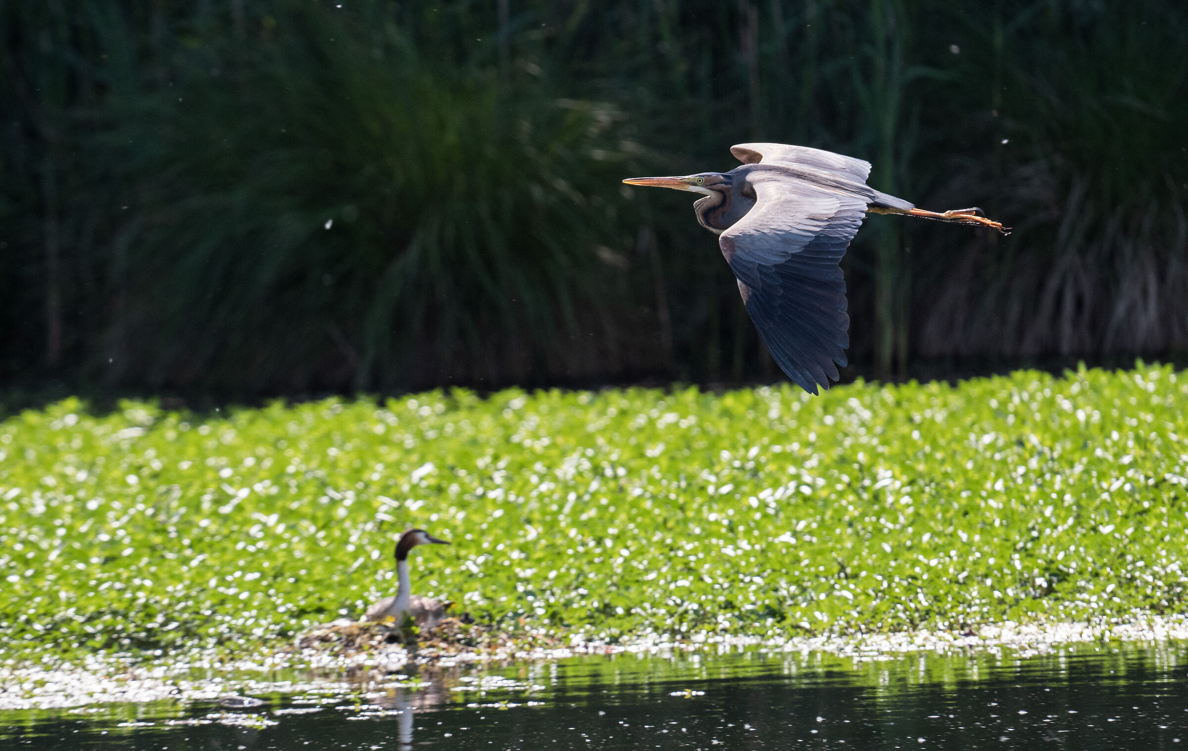 purple heron