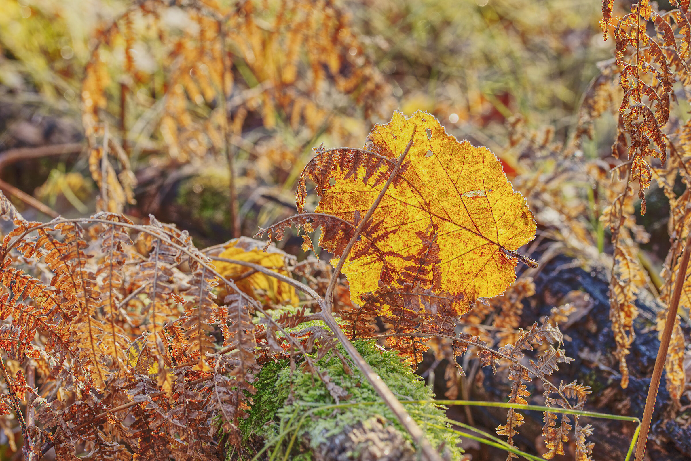 The Undergrowth - December 2022