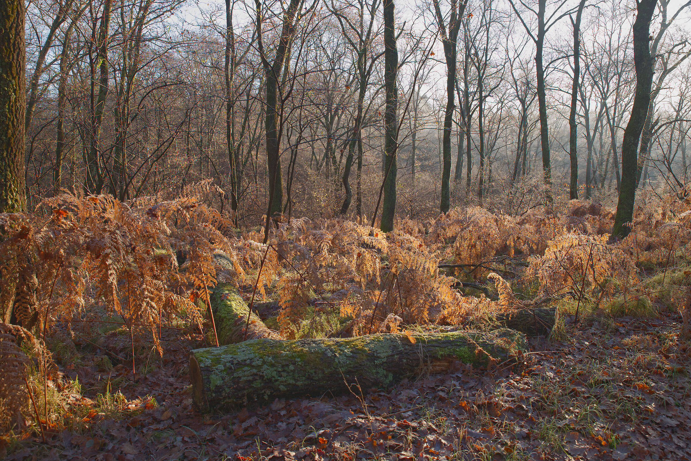 The Undergrowth - December 2022