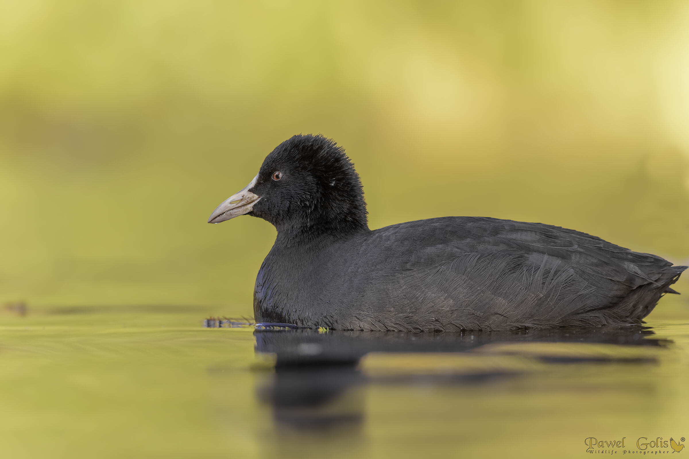Folaga (Fulica atra)