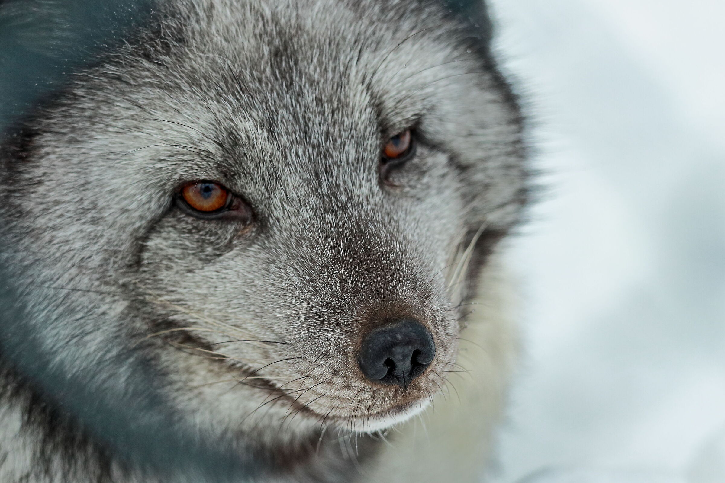 Volpe artica al Polar park arctic wildlife centre
