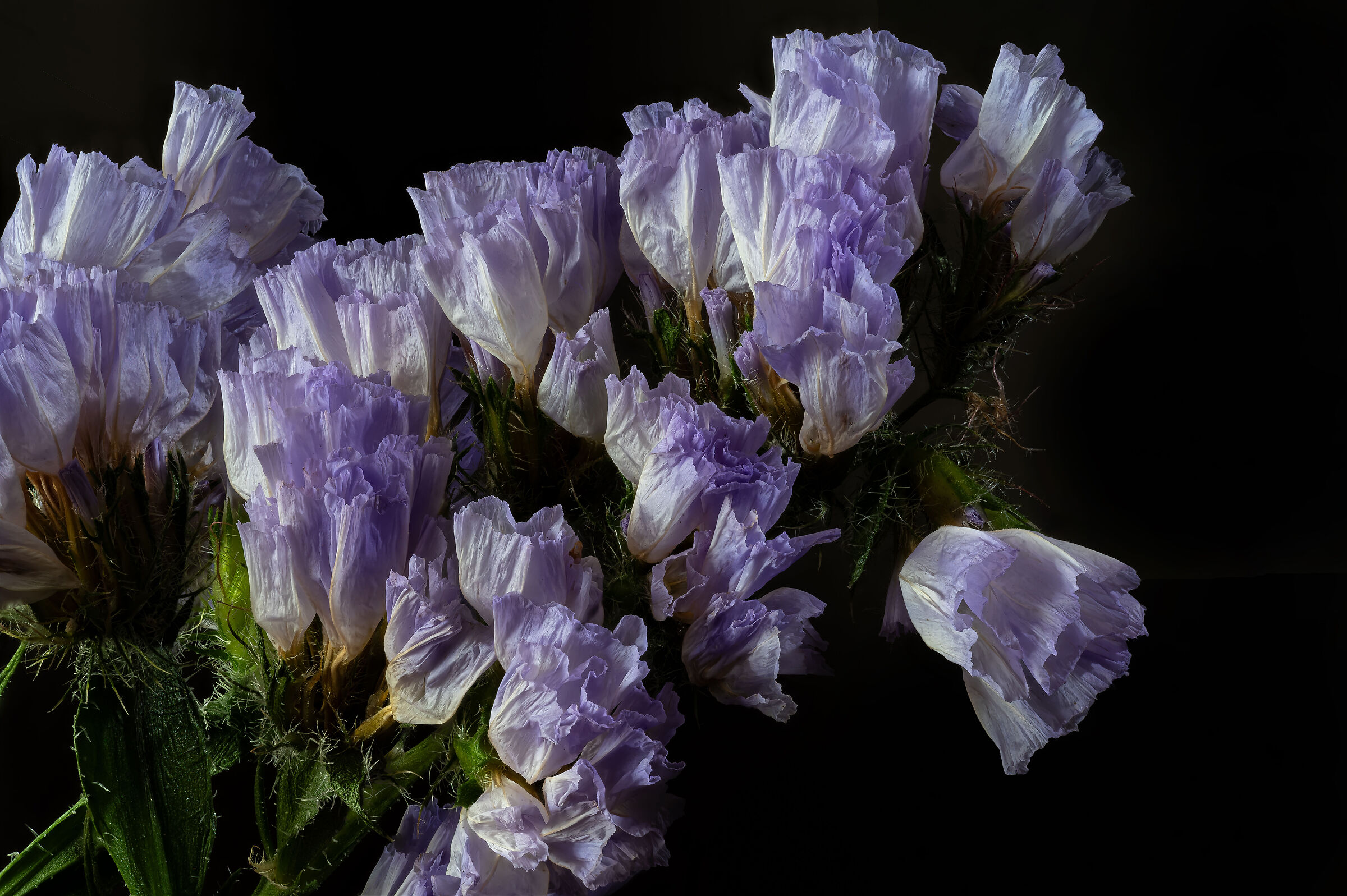 Limonium