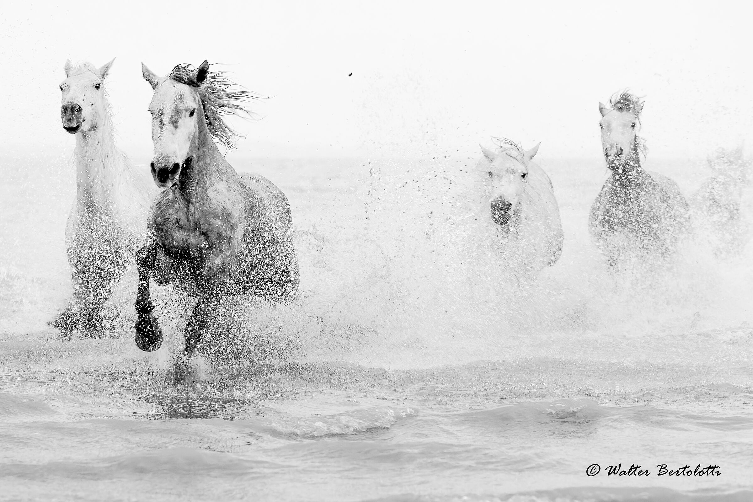 WHITW HORSES