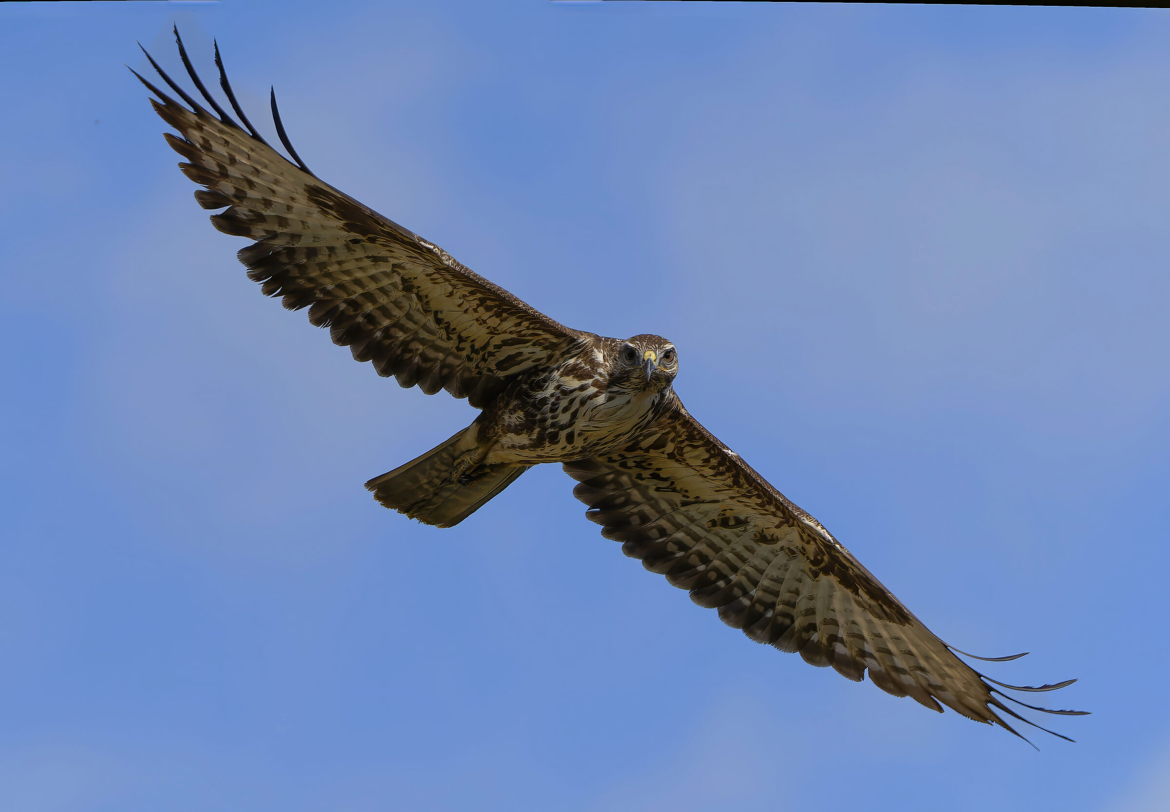 Buzzard