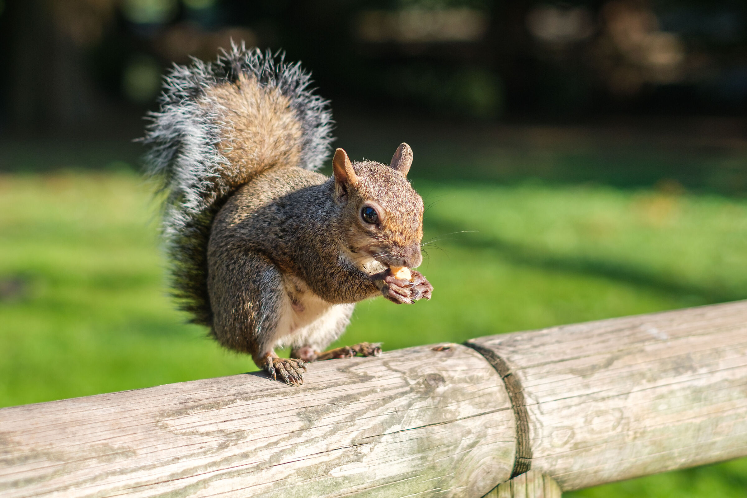 Squirrel(1)