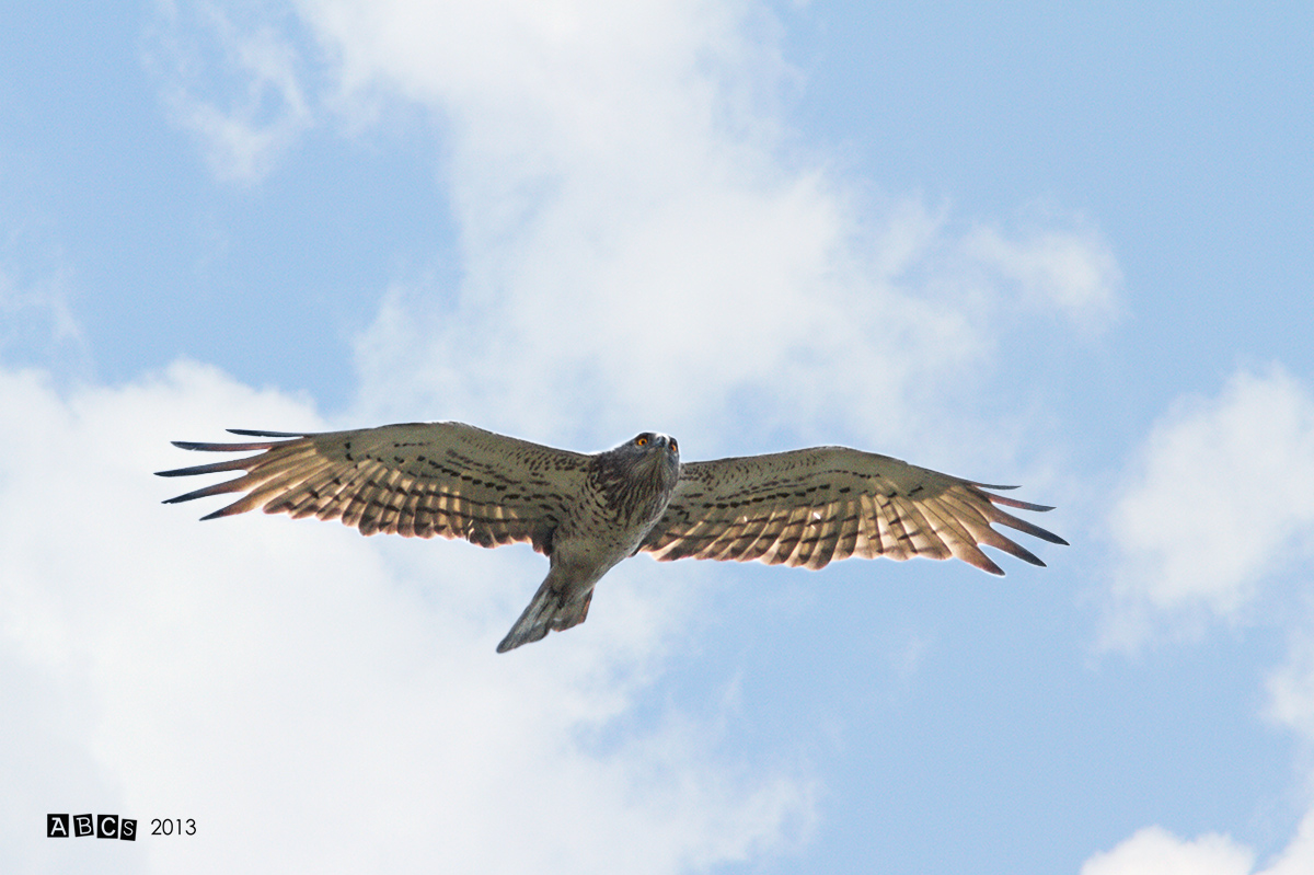 the harrier fat .. seems an owl