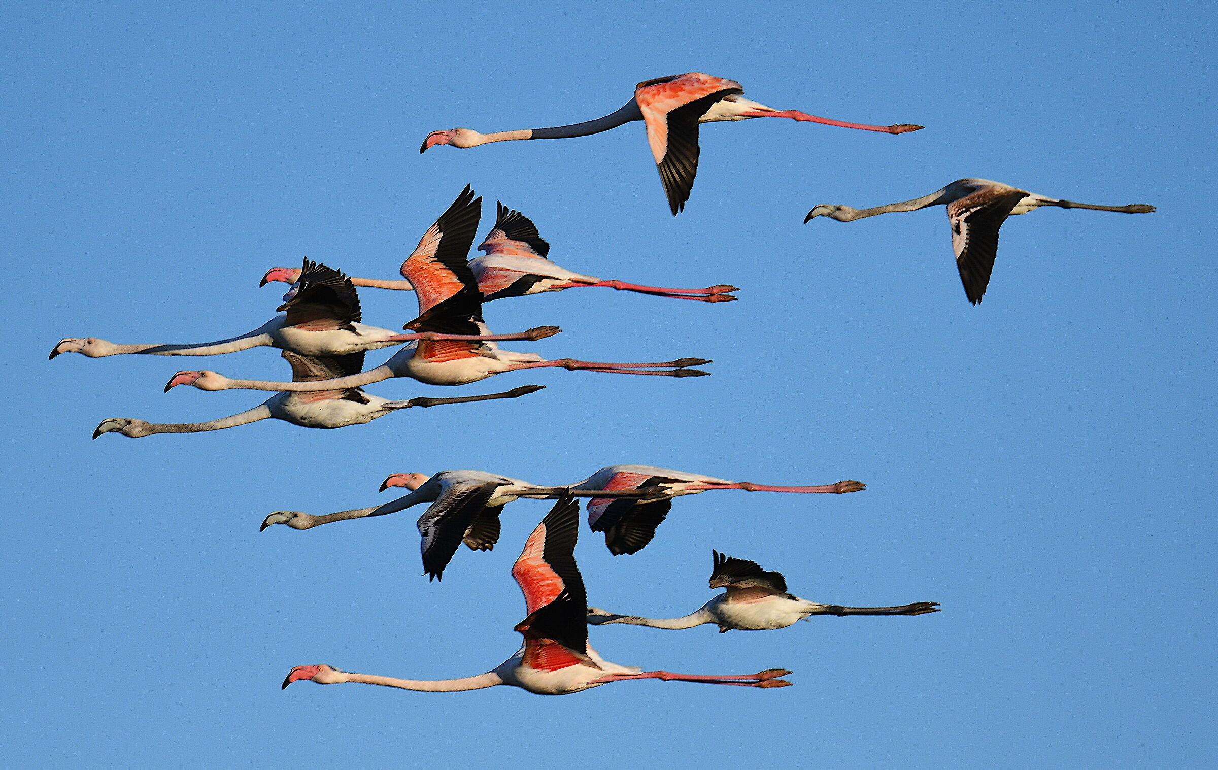 Flamingoes